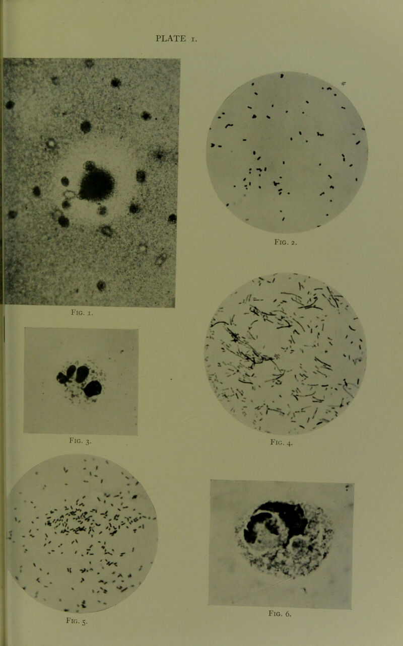 PLATE i.
