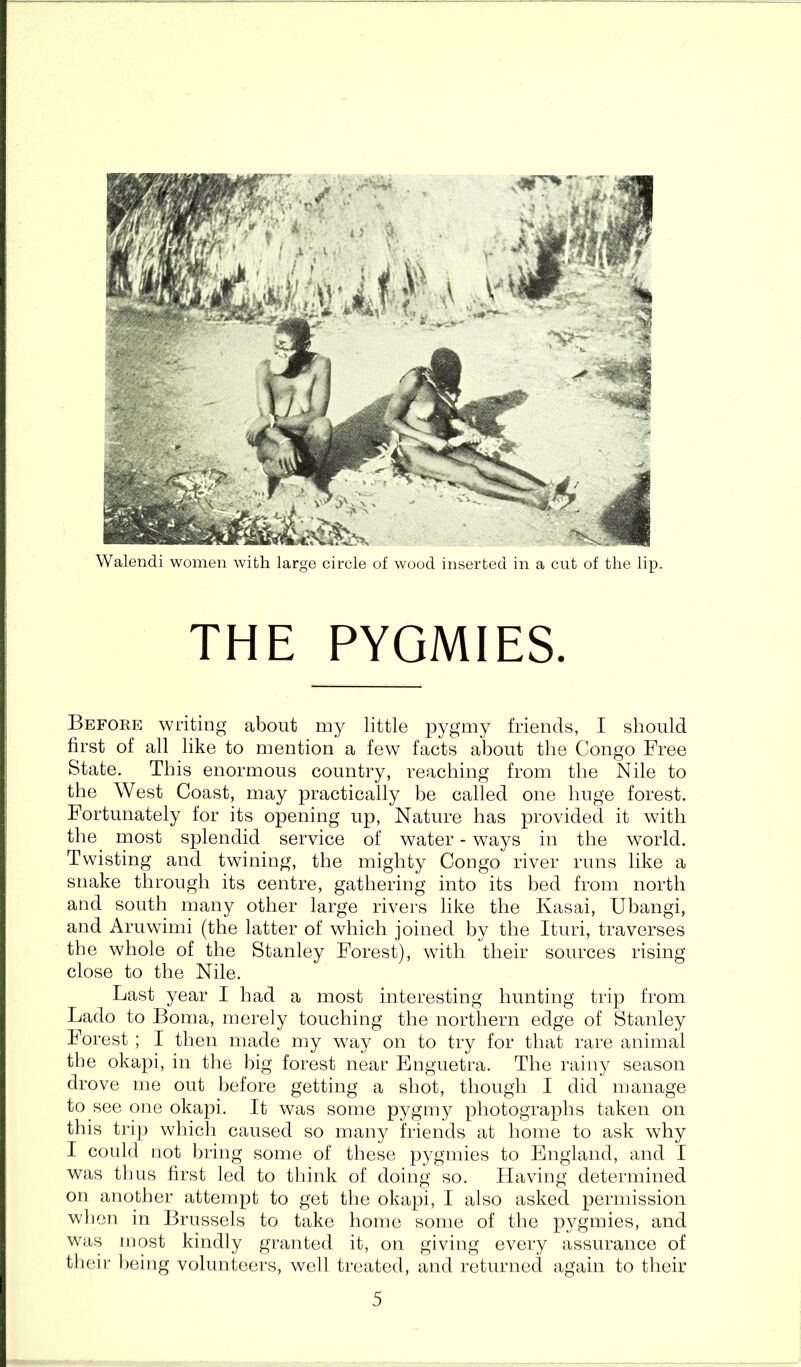 Walendi women with large circle of wood inserted in a cut of the lip. Before writing about my little pygmy friends, I should first of all like to mention a few facts about the Congo Free State. This enormous country, reaching from the Nile to the West Coast, may practically be called one huge forest. Fortunately for its opening up. Nature has provided it with the most splendid service of water - ways in the world. Twisting and twining, the mighty Congo river runs like a snake through its centre, gathering into its bed from north and south many other large rivers like the Kasai, Ubangi, and Aruwimi (the latter of which joined by the Ituri, traverses the whole of the Stanley Forest), with their sources rising close to the Nile. Last year I had a most interesting hunting trip from Lado to Boma, merely touching the northern edge of Stanley Forest ; I then made my way on to try for that rare animal the okapi, in the big forest near Enguetra. The rainy season drove me out before getting a shot, though I did manage to see one okapi. It was some pygmy photographs taken on this trip which caused so many friends at home to ask why I could not bring some of these pygmies to England, and I was thus first led to think of doing so. Having determined on another attempt to get the okapi, I also asked permission when in Brussels to take home some of the pygmies, and was most kindly granted it, on giving every assurance of their being volunteers, well treated, and returned again to their PYGMIES.