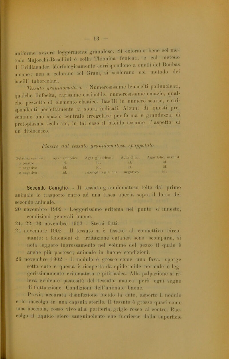 imifonno ovvero logo'ornu'nto gTiuiuloso. Si colorano heno col me- todo Miijocchi-Hosellini ó colla 'riiioniiia fonicata e col inetodo di Kridlaomler. Morfologicamente corris]H)ndono a (|iielli del Honhas limano; nen si colorano col Grani, si scolorano col metodo dei bacilli tubercolari. 'reaunto (/nmiilomafoì^o. - Numerosissime leucociti polinucleati, (inabile linfocita, rarissime eosinofile, numerosissime emazie, qual- che pezzetto di elemento elastico. Jiacilli in numeio schiso, coiii- spondenti perfettamente ai sopra indicati. Alcuni di questi pre- sentano uno spazio centrale irreg’olare per lorma e g’randezza, di protoplasma scolorato, in tal caso il bacillo assume 1 aspetto di un diplococco. Piaslre (hi/ tessuto (jranutomatoso spapijoìaio Gelalina semi>lice Agar semplice Agar glicerinato Agar (line. Agar Glie, mannit. 2 piastre id. iti. iti. iti. I negativo id. iti. id. id. 2 negativo id. aspergillusglaiicus negativo id. Secondo Coniglio. - 11 tessuto granulomatoso tolto dal primo animale lo trasporto entro ad una tasca aperta sopra il dorso del secondo animale. 20 novembre 1902 - Leggerissimo eritema nel punto d’innesto, condizioni generali buone. 21, 22, 23 novembre 1902 - Stessi fatti. 24 novembre 1902 - 11 tessuto si è fissato al connettivo circo- stante: i fenomeni di irritazione cutanea sono sconqiarsi, si nota leggero ingrossamento nel volume del pezzo il quale è anche più pastoso; animale in buone condizioni. 20 novembre 1902 - il nodulo è grosso come una fava, sporge sotto cute e questa è ricoperta da epidermide normale o leg- gerissimamente eritenuitosa e ])itiriasica. Alla palpazione si ri- leva evidente pastosità del tessuto, manca però ogni segno di fluttuazione. Condizioni dell’animale buone. Previa accurata disinfezione incido la cute, asporto il nodulo e lo raccolgo in una capsula sterile. 11 tessuto è grosso quasi come una nocciola, rosso vivo alla periferia, grigio roseo al centro. Rac- colgo il liquido siero sanguinoleuto che fuoriesce dalla superficie