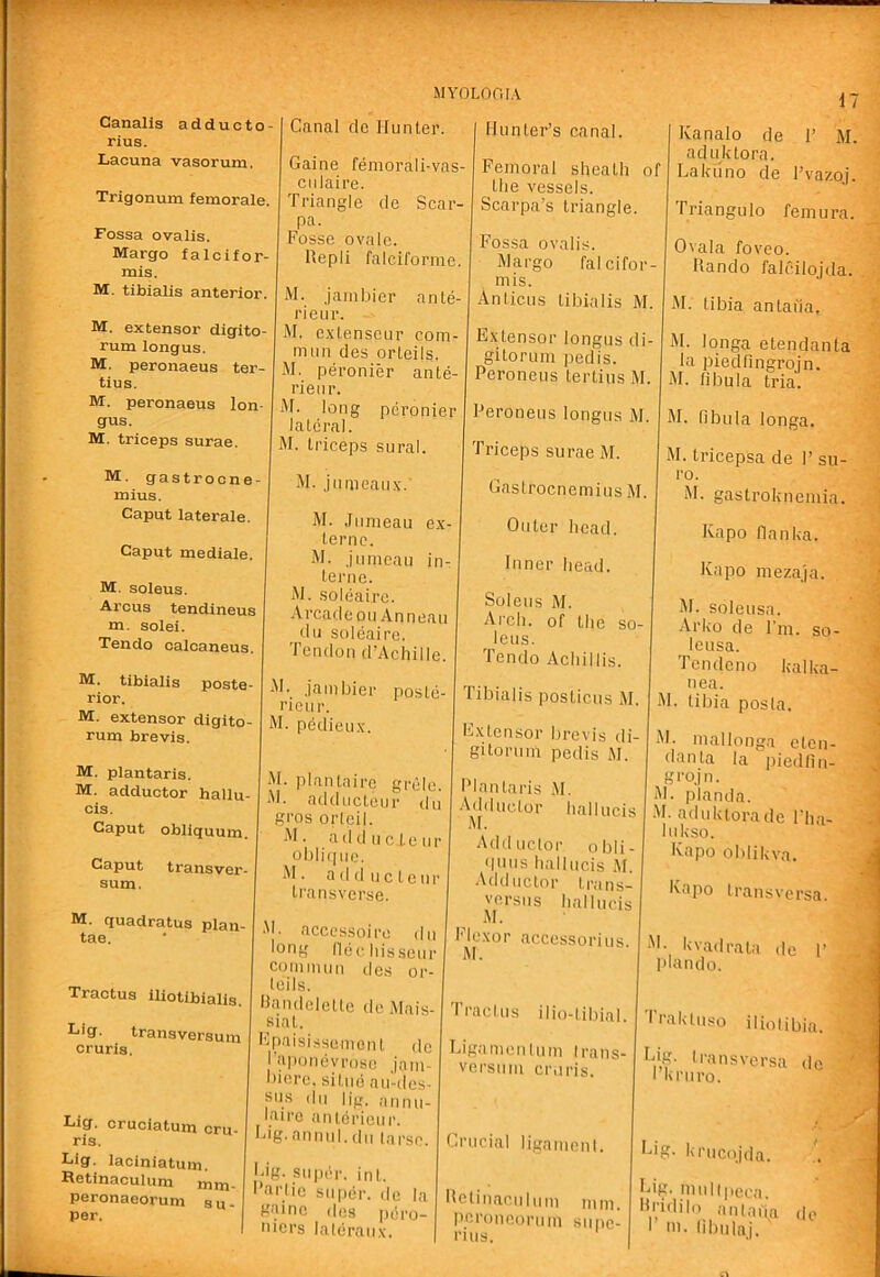 Canalls adducto- rius. Lacuna vasorum. Trigonum femorale. Fossa ovalis. Margo falcifor- mis. M. tibialis anterior. M. extensor digito- rum longus. M. peronaeus ter- tius. M. peronaeus lon- gus. M. triceps surae. M. gastrocne- mius. Canal dc Hunter. Gaine femorali-vas- ciilaire. Triangle de Scar- pa. Fosse ovale. Hepli falciforme. M. .jainbier nnte- rieiir. M. e.xlenscLir com- mun des orleils. M. peronier ante- rienr. M. long peronier lateral. M. triceps sural. M. jumeaux.' Hunter’s canal. Femoral sheath of the vessels. Scarpa’s triangle. Fossa ovalis. Margo falcifor- mis. Anticus tibialis M. Extensor longus di- gitorum pedis. Peroneus tertius M. Peroneus longus M. Triceps surae M. Gastrocnemius M. Kanalo de 1’ M. aduktora. Laku'no de I’vazoj. Triangulo femura. Ovala foveo. Hando falcilojda. iM. tibia antaiia, M. longa etendanta la piedfingrojn. M. fibula tria. M. fibula longa. M. tricepsa de I’ su- ro. M. gastroknemia. Caput laterals. Caput mediale. M. soleus. Arcus tendineus m. solei. Tendo calcaneus. M. tibialis poste- rior. M. extensor digito- rum brevis. M. plantaris. M. adductor hallu- cis. Caput obliquum. Caput transver- sum. M. quadratus plan- tae. Tractus iliotibialis. Eig. transversum cruris. Eig. cruciatum cru- ris. Lig. laciniatuin. Retinaculum rnm- peronaeorum su- per. M. Jiimeau ex- ternc. M. Jiimeau in- tei'ne. M. soleaire. .Vreadeou Anneau diJ soleaire. Tendon d’Achille. M. jainbier posle- rieur. M. pedieux. M. plantnire gnile. ‘M. addiicteur du gros orleil. M. adducleiir obliiiiie. ‘M. adductenr transverse. M. accessoire du long fiochissciir COIIIIIUIM cics 01*- leils. bnndeletle dc Mais- siat. I'djAisissemciU do I aponeyroso ,inm- bicre. sitiie aii-des- sns dll lig. annu- lairc anterieiir. big.nnnnl.dll larso. I'ig. super, int. I ■ii’lie super, de la game des pero- iiiers laleraiix. Outer head. Inner head. Soleus M. Arch, of the so- leus. Tendo Achillis. Tibialis posticus M. Extensor brevis di- gitoruni pedis M. Plantaris M. Adductor hallucis M. Adduclor obli- qniis hallucis .M. Adductor trans- versiis hallucis I Flexor accessorius. M. Traclus ilio-libial. Ligainenlum Irans- versuni cruris. Crucial ligaincni. Ilcliiiacii 1 u in mm. peroncorum sii pe- rms. Kapo fianka. Kapo mezaja. M. soleusa. Arko de I’m. so- leusa. Tendeno kalka- nea. M. tibia posla. M- mallonga cten- danla la ])iedlin- gi'ojn. M. planda. ■M. aduktorade I’ha- liikso. Kapo oblikva. Ivapo Iransversa. *'l- kvadrata de 1’ plando. Trakluso iliolibia. Pi.g. trails versa do rkruro. I-'ig- kriicojda. lAg. mulipeca. Hridilo an tafia I’ 111. libulaj. dc