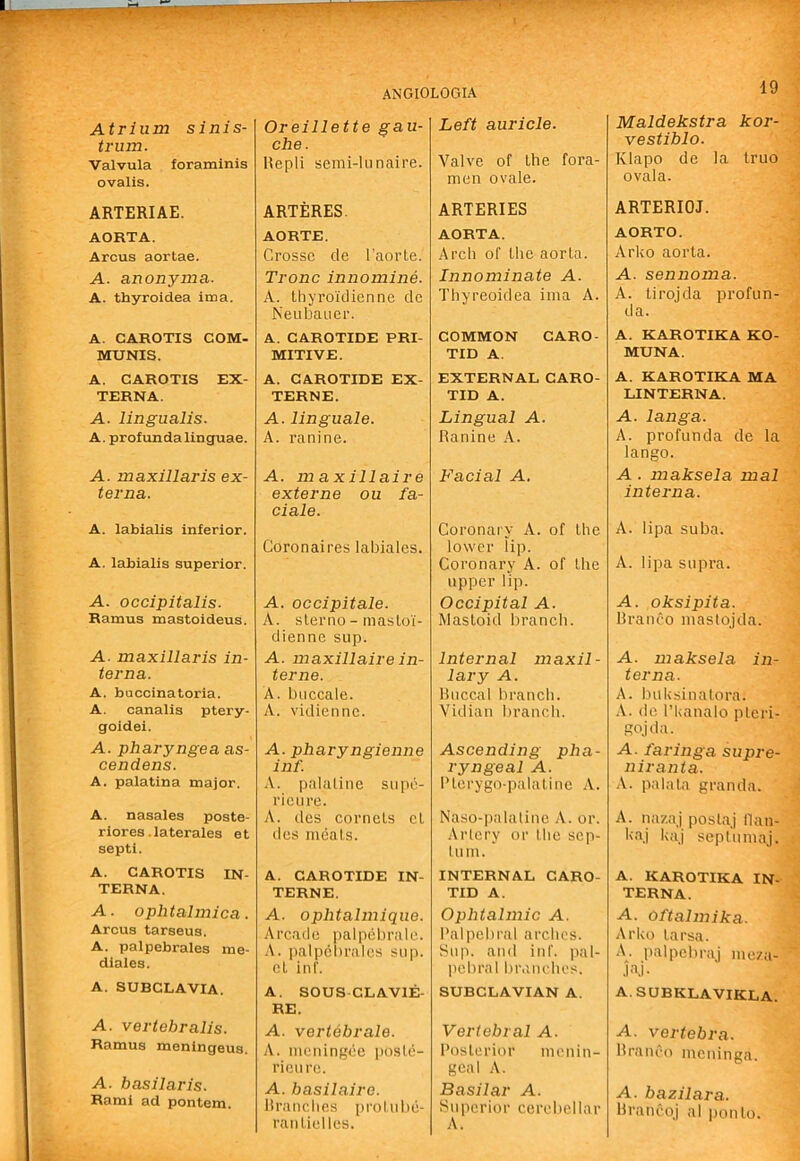 Atrium sinis- trum. Valvula foraminis ovalis. ARTERIAE. AORTA. Arcus aortae. A. anonyma. A. thyroidea ima. A. CAROTIS COM- MUNIS. A. CAROTIS EX- TERNA. A. lingualis. A. profunda linguae. A. maxillaris ex- terna. A. labialis inferior. A. labialis superior. A. occipitalis. Ramus mastoideus. A. maxillaris in- terna. A. buccinatoria. A. canalis ptery- goidei. A. pharyngea as- cendens. A. palatina major. A. nasales poste- rlores.laterales et septi. A. CAROTIS IN- TERNA. A. ophtalmica. Arcus tarseus. A. palpebrales me- diales. A. SUBCLAVIA. A. vertebralis. Ramus meningeus. A. basilaris. Rami ad pontem. Oreillette gau- che. Repli semi-hinaire. ARTERES. AORTE. Crosse cle I’aorte. Tronc innomine. A. tliyroiclienne de Neubauer. A. CAROTIDE PRI- MITIVE. A. CAROTIDE EX- TERN E. A. linguale. A. ranine. A. maxillaire externe ou fa- ciale. Coronaires labialcs. A. occipitale. A. slerno - masloi- dienne sup. A. maxillaire in- terne. A. biiccale. A. vidiennc. A. pharyngienne inf. •V. palaline supc- ricLire. A. dcs cornels cl des meals. A. CAROTIDE IN- TERNE. A. ophtalmique. Arcade palpebrale. A. palpebrales sup. el inf. A. SOUS-CLAVIE- RE. A. vertebrate. A. mcningee i)osle- ricure. A. basilaire. Itranches [H’olnbe- ranlielles. Left auricle. Valve of Ihe fora- men ovale. ARTERIES AORTA. Arch of llie aorla. Innominate A. Thyreoidea ima A. COMMON CARO- TID A. EXTERNAL CARO- TID A. Lingual A. Ranine A. Facial A. Coronary A. of Ihe lower lip. Coronary A. of Ihe upper lip. Occipital A. Masloid branch. Internal maxil- lary A. Hiiccal branch. Vidian branch. Ascending pha- ryngeal A. Plerygo-palalinc \. Naso-pnlatinc A. or. Artery or llie scp- Itiin. INTERNAL CARO- TID A. Ophtalmic A. I’alpebi'al arches. Sup. and inf. pal- peliral bivnedu’s. SUBCLAVIAN A. Vertebral A. Roslerior menin- geal A. Basilar A. Superior cerebellar A. 19 Maldekstra kor- vestiblo. Klapo de la Iruo ovala. ARTERIOJ. AORTO. Arko aorla. A. sennoma. A. lirojda profun- da. A. KAROTIKA KO- MUNA. A. KAROTIKA MA LINTERNA. A. langa. A. profunda de la lango. A . maksela mal interna. A. lipa suba. A. lipa supra. A. oksipita. Rraneo maslojda. A. maksela in- terna. A. Iniksinalora. .V. do I’kanalo pleri- gojda. A. faringa supre- niranta. A. palala granda. A. naza.j postaj llan- ka.j kaj seplumaj. A. KAROTIKA IN- TERNA. A. oftahnika. Arko larsa. A. italpebraj meza- .lAi- A.SUBKLAVIKLA. A. vertebra. Rraneo meuinga. A. bazilara. Hraneoj al ])onlo.