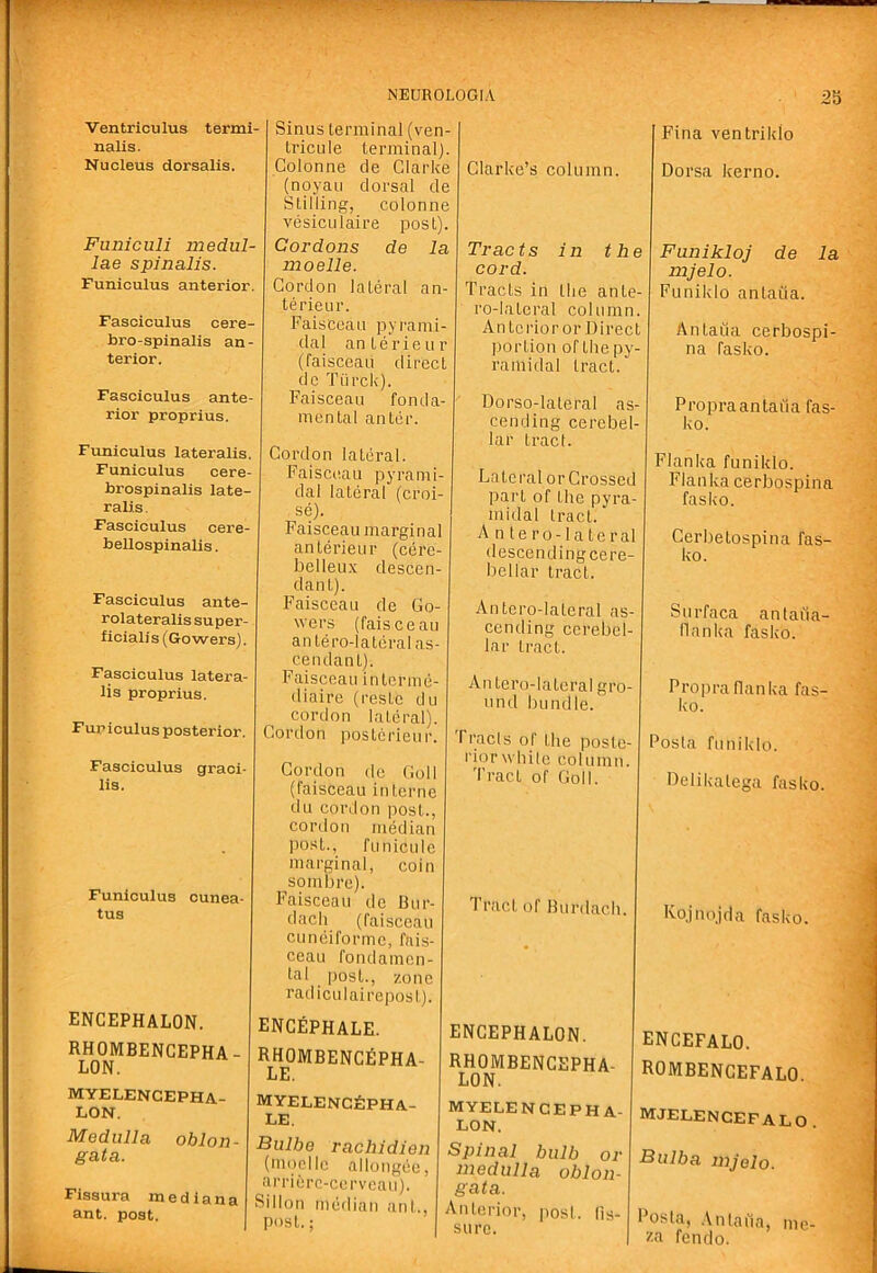■»9^ NEUROLOGIA 25 Ventriculus termi- nalis. Nucleus dorsalis. Funiculi medul- las spinalis. Funiculus anterior. Fasciculus cere- hro-spinalis an- terior. Fasciculus ante- rior proprius. Funiculus lateralis. Funiculus cere- brospinalis late- ralis. Fasciculus cere- bellospinalis. Fasciculus ante- rolateralis super- ficiali s (Gowers). Fasciculus latera- lis proprius. Funiculus posterior. Fasciculus graci- lis. Funiculus cunea- tus ENCEPHALON. RHOMBENCEPHA- LON. MYELENCEPHA- LON. Medulla oblon- gata. Fissura median a ant. post. Sinus terminal (ven- Iricule terminal). Colonne cle Clarke (noyau dorsal de Stilling, colonne vesiculaire post). Cordons de la mo e lie. Cordon lateral an- terieur. Faisccau pyrami- dal anterieur (faisceau direct dc Tiirck). Faisceau fonda- mental anter. Cordon lateral. Faisceau pyrami- dal lateral (croi- se). Faisceau marginal anterieur (cere- belleux descen- dant). Faisccau de Go- wers (faisceau an tero-lateral as- cendant). Faisceau intcrme- diaire (restc du cordon lateral). Cordon poslcrieur. Cordon do Goll (faisceau interne ilu cordon post., cordon median post., funicule marginal, coin sombre). Faisceau de Bur- dacli (faisceau cuneiforme, I'ais- ceau foiulamcn- tal post., /one radiculairepost). encephale. RHOMBENCfiPHA- LE. MYELENCrlPHA- LE. Bulbe rachidien (moellc allongee, arrierc-cerveau). Sillon meilian ant., post.; Clarke’s column. Trac ts in the cord. Tracts in the ante- ro-lateral column. Antcrioror Direct portion of the py- ramidal tract. Dorso-lateral as- cending cerebel- lar tract. LateralorCrossed part of the pyra- midal tract. A n tero-lateral descending cere- bellar tract. An tero-lateral as- cending cerebel- lar tract. An tero-lateral gro- und bundle. Tracis of the poste- rior white column. Tract of Goll. Tract of Burdach. ENCEPHALON. RHOMBENCEPHA- LON. MYELENCEPH A- LON. Spinal bulb or medulla oblon- gata. Anterior, post. Ils- sure. Fina ventriklo Dorsa kerno. Funikloj de la mjelo. Funiklo antatia. Antaiia cerbospi- na fasko. Propraantafia fas- ko. Flanka funiklo. Flanka cerbospina fasko. Cerbetospina fas- ko. Surfaca antaiia- llanka fasko. Propraflanka fas- ko. Posla funiklo. Delikatega fasko. Kojnojda fasko. ENCEFALO. ROMBENCEFALO. Mjelencefalo . Bulba mjelo. Posta, Antaua, mc- za fen do.