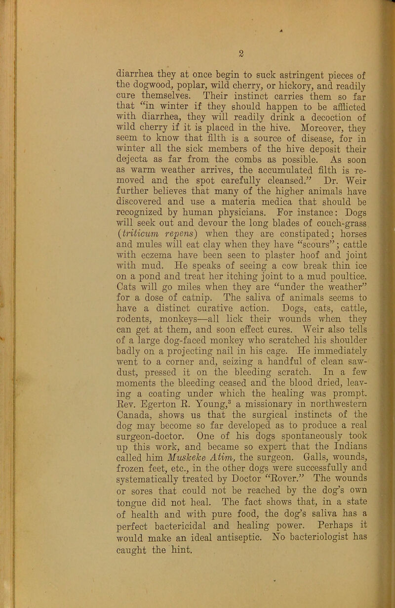 diarrhea they at once begin to suck astringent pieces of the dogwood, poplar, wild cherry, or hickory, and readily cure themselves. Their instinct carries them so far that “in winter if they should happen to be afflicted with diarrhea, they will readily drink a decoction of wild cherry if it is placed in the hive. Moreover, they seem to know that filth is a source of disease, for in winter all the sick members of the hive deposit their dejecta as far from the combs as possible. As soon as warm weather arrives, the accumulated filth is re- moved and the spot carefully cleansed.’’ Dr. Weir further believes that many of the higher animals have discovered and use a materia medica that should be recognized by human physicians. For instance: Dogs will seek out and devour the long blades of couch-grass {triticum repens) when they are constipated; horses and mules will eat clay when they have “scours”; cattle with eczema have been seen to plaster hoof and joint ■with mud. He speaks of seeing a cow break thin ice on a pond and treat her itching joint to a mud poultice. Cats ■will go miles when they are “under the weather” for a dose of catnip. The saliva of animals seems to have a distinct curative action. Dogs, cats, cattle, rodents, monkeys—all lick their wounds when they can get at them, and soon effect cures. Weir also tells of a large dog-faced monkey who scratched his shoulder badly on a projecting nail in his cage. He immediately went to a corner and, seizing a handful of clean saw- dust, pressed it on the bleeding scratch. In a few moments the bleeding ceased and the blood dried, leav- ing a coating under which the healing was prompt. Eev. Egerton E. Young,® a missionary in northwestern Canada, shows us that the surgical instincts of the dog may become so far developed as to produce a real surgeon-doctor. One of his dogs spontaneously took up this work, and became so expert that the Indians called him Muskehe Atim, the surgeon. Galls, wounds, frozen feet, etc., in the other dogs were successfully and systematically treated by Doctor “Eover.” The wounds or sores that could not be reached by the dog’s own tongue did not heal. The fact shows that, in a state of health and with pure food, the dog’s saliva has a perfect bactericidal and healing power. Perhaps it would make an ideal antiseptic. Ho bacteriologist has caught the hint.