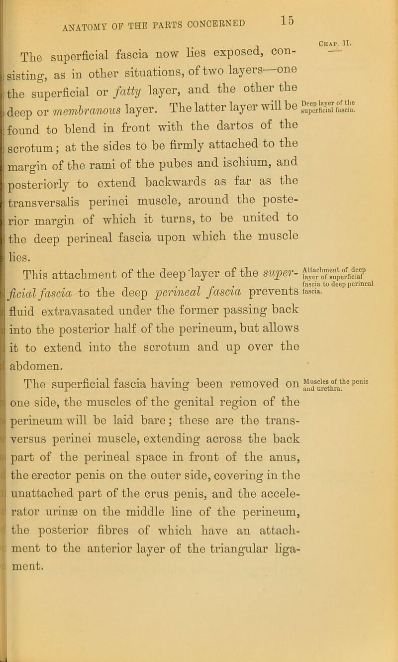 The superficial fascia now lies exposed, con- jsisting, as in other situations, of two layers—one jthe superficial ov fatty layer, and the other the i deep or mewjbranous layer. The latter layer will be found to blend in front with the dartos of the scrotumat the sides to be firmly attached to the margin of the rami of the pubes and ischium, and posteriorly to extend backwards as far as the transversalis perinei muscle, around the poste- rior margin of which it turns, to be united to the deep perineal fascia upon which the muscle lies. This attachment of the deep'layer of the super- ficial fascia to the deep perineal fascia prevents fluid extravasated under the former passing back into the posterior half of the perineum, but allows I it to extend into the scrotum and up over the I* abdomen. ' The superficial fascia having been removed on I one side, the muscles of the genital region of the ^ perineum will be laid bare; these are the trans- B* versus perinei muscle, extending across the back B( part of the perineal space in front of the anus, d the erector penis on the outer side, covering in the II unattached part of the crus penis, and the accele- e rator uringe on the middle line of the perineum, fi the posterior fibres of which have an attach- 'i! ment to the anterior layer of the triangular liga- I ment. Chap. U. Deep layer of the superficial faseiu. Attachment of deep layer of superficial fascia to deep perineal fascia. Muscles of the penis and urethra.