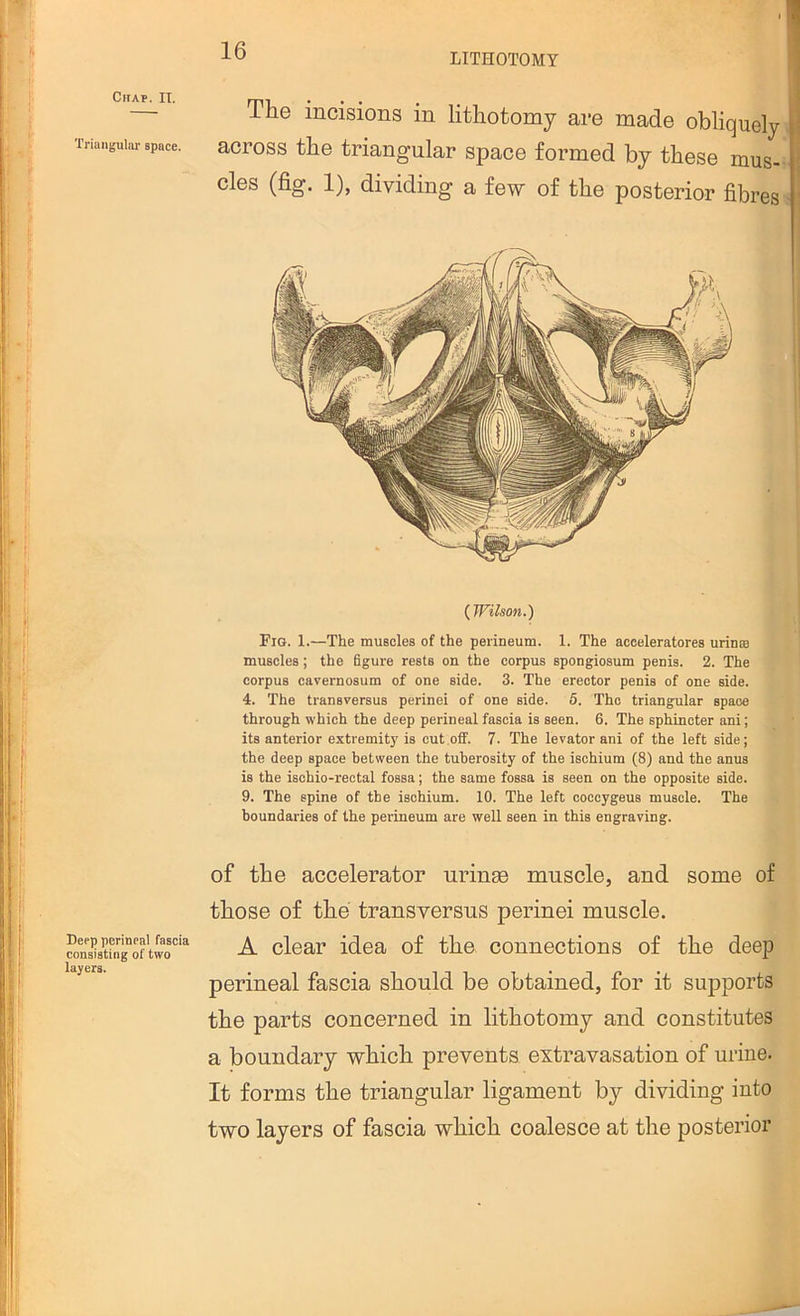 LITHOTOMY Chap. II. Triangulai' space. Depp perineal fascia consisting of two layers. The incisions in lithotomy are made obliquely \ across the triangular space formed by these mus- \ cles (fig. 1), dividing a few of the posterior fibres ' (^Wilson.) Fig. 1.—The muscles of the perineum. 1. The aceeleratores urinte muscles; the figure rests on the corpus spongiosum penis. 2. The corpus cavernosum of one side. 3. The erector penis of one side. 4. The transversus perinei of one side. 6. The triangular space through which the deep perineal fascia is seen. 6. The sphincter ani; its anterior extremity is cut ofiF. 7. The levator ani of the left side; the deep space between the tuberosity of the ischium (8) and the anus is the ischio-rectal fossa; the same fossa is seen on the opposite side. 9. The spine of the ischium. 10. The left coccygeus muscle. The boundaries of the perineum are well seen in this engraving. of the accelerator urinse muscle, and some of those of the transversus perinei muscle. A clear idea of the connections of the deep perineal fascia should be obtained, for it supports the parts concerned in lithotomy and constitutes a boundary which prevents extravasation of urine. It forms the triangular ligament by dividing into two layers of fascia which coalesce at the posterior