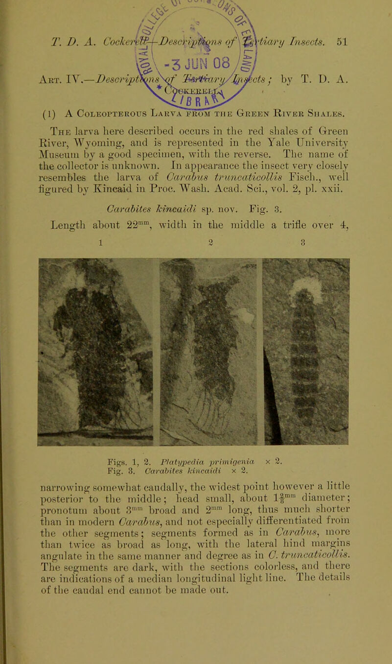 v|^^\-3JUM 08/1/ Art. IV.—J)eso>’i2)t\ms\t' Tkf^ir^Jyi^cts; by T. D. A. CbejoiERijSj y (1) A Coleopterous Larva prom the Green River Shales. The larva here described occurs in the red shales of Green River, IVyoiiiing', and is represented in the Yale ITniversity Miiseuiii by a good specimen, with the reverse. The name of the collector is nnknown. In appearance the insect very closely resembles the larva of Carahus truncaticollis Fisch., well figured by Kincaid in Proc. Wash. Acad. Sci., vol. 2, pi. xxii. Carabites JdncakU sp. nov. Fig. 3. Length about 22”“, width in the middle a trifle over 4, 1 2 3 Figs. 1, 2. Platiipedia jn'i'migcnia x 2. Fig. 3. Carabites kincaidi x 2. narrowing sonu'what candally, the widest point however a little posterior to the middle; head small, about 1-|““ diameter; pronotnm about S'' broad and 2““ long, thus much shorter than in modern Caralnis, and not especially diifercntiated from the other segments; segments formed as in Carabus, more than twice as broad as long, with the lateral hind margins angulate in the same manner and degree as in C. triincatiGoUis. The segments are dark, with the sections colorless, and there are indications of a median longitudinal light line. The details of the caudal end cannot be made out.