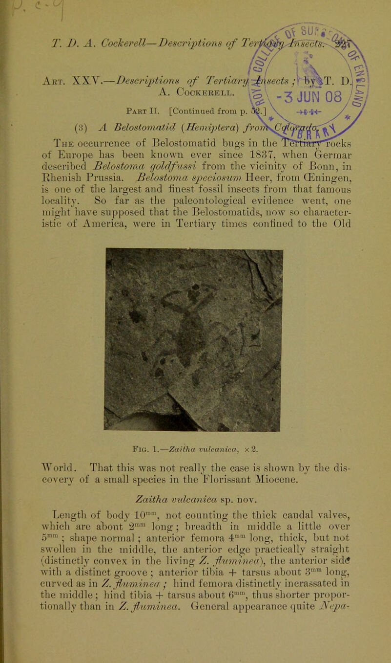 y' ^ SUl*^ Cockerell—Descri-ptionH of sects.- T. 1). A. Art. XXY.—Descriptions of I'ertiary-Msects tT 3 m 08 /; (3) A. COCKEREI.I Part If. [Continued from p _ ^ A Belostomatid {Ilemiptera) fror. The occurrence of Belostomatid bugs in the i'C rocks of Europe has been known ever since 1837, when Germar described Belostoma goldfussi from the vicinity of Bonn, in Rhenish Prussia. Belostoma speciosumAQ^\\ from (Eningen, is one of the largest and finest fossil insects from that famous locality. So far as the paleontological evidence went, one might have supposed that the Belostomatids, now so character- istic of America, were in Tertiary times confined to the Old Fig. 1.—Zaitha vulcanica, x 3. World. That this was not really the case is shown by the dis- covery of a small species in the Florissant Miocene. Zaitha mdcanica sp. nov. Length of body 10”, not counting the tliick caudal valves, which are about 2” long ; breadth in middle a little over o ; shape normal ; anterior femora 4 long, thick, but not swollen in the middle, the anterior edge practically straight (distinctly convex in the living Z. jhim%nea\ the anterior sidif with a distinct groove ; anterior tibia + tarsus about 3'“ long, curved as in Z. Jlu?ninea ; hind femora distinctly incrassatcd in the middle ; hind tibia 4- tarsus about 0, thus shorter propor- tionally than in Z. fiuminea. General appearance quite A'epa-