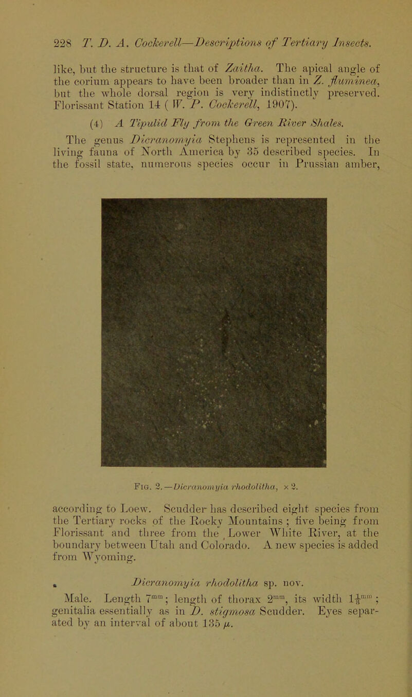 nice, blit the structure is that of Zaitlia. The apical angle of the corium appears to have been broader than in Z. fluminea.^ but the whole dorsal region is very indistinctly preserved. Florissant Station 14 ( IF. P. Cockerell.^ 1907). (4) A Tipulid Fly from the Green River Shales. The genus Dicranomyia Stephens is represented in the living fauna of North America by 35 described species. In the fossil state, numerous species occur in Prussian amber, Fig. 2. — Dicranomyia rhodolitha, x 2. according to Loew. Scudder has described eight species from the Tertiary rocks of the Rocky Mountains ; five being from Florissant and three from the ^ Lower White River, at the boundary between Utah and Colorado. A new species is added from Wyoming. , Dicranomyia rhodolitha sp. nov. Male. Length T”™; length of thorax 2'™, its width l-^; genitalia essentially as in D. stiymosa Scudder. Eyes separ- ated by an interval of aliout 135 y.