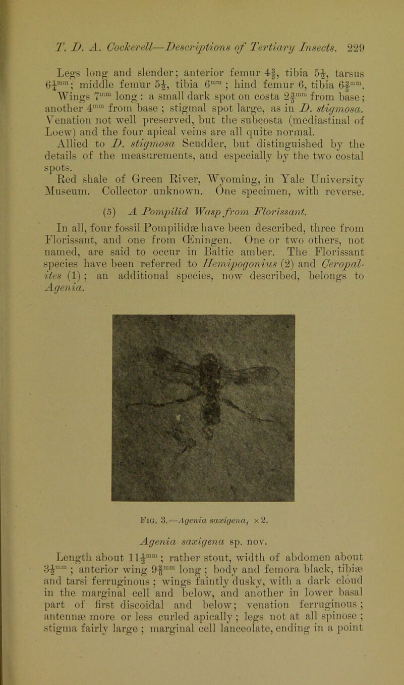 Legs long and slender; anterior femnr 4|, tibia 5^, tarsus middle fenuir 5-^, tibia O™ ; hind femur 6, tibia Wings 7'“ long : a small dark spot on costa from base; another 4 from base ; stigmal spot large, as in T. stiymosa. Venation not well preserved, but the snbcosta (mediastinal of Loew) and the four apical veins are all qnite normal. Allied to D. stigmosa Scudder, but distinguished by the details of the measurements, and especially by the two costal spots. Red shale of Green River, Wyoming, in Yale University ^[useuni. Collector unknown. One specimen, with reverse. (5) A Pompilid Wasp from Florissant. In all, four fossil Pompilidte have been described, three from Floris.sant, and one from Giningen. One or two others, not named, are said to occur in Baltic amber. The Florissant species have been referred to lleinipogonius (2) and Geropal- ites (1); an additional species, now described, belongs to Agenia. Fig. 3.—Ayenia saxiyena, x 2. Agenia saxigena sp. nov. Length about 114™’; rather stout, width of abdomen about g^inm . anterior wing long ; body and femora black, tibia' and tarsi ferruginous ; wings faintly dusky, with a dark cloud in the marginal cell and below, and another in lower l)asal part of first discoidal and below; venation ferruginous; antennae more or less curled apically; legs not at all spinose ; stigma fairly large ; marginal cell lanceolate, ending in a point