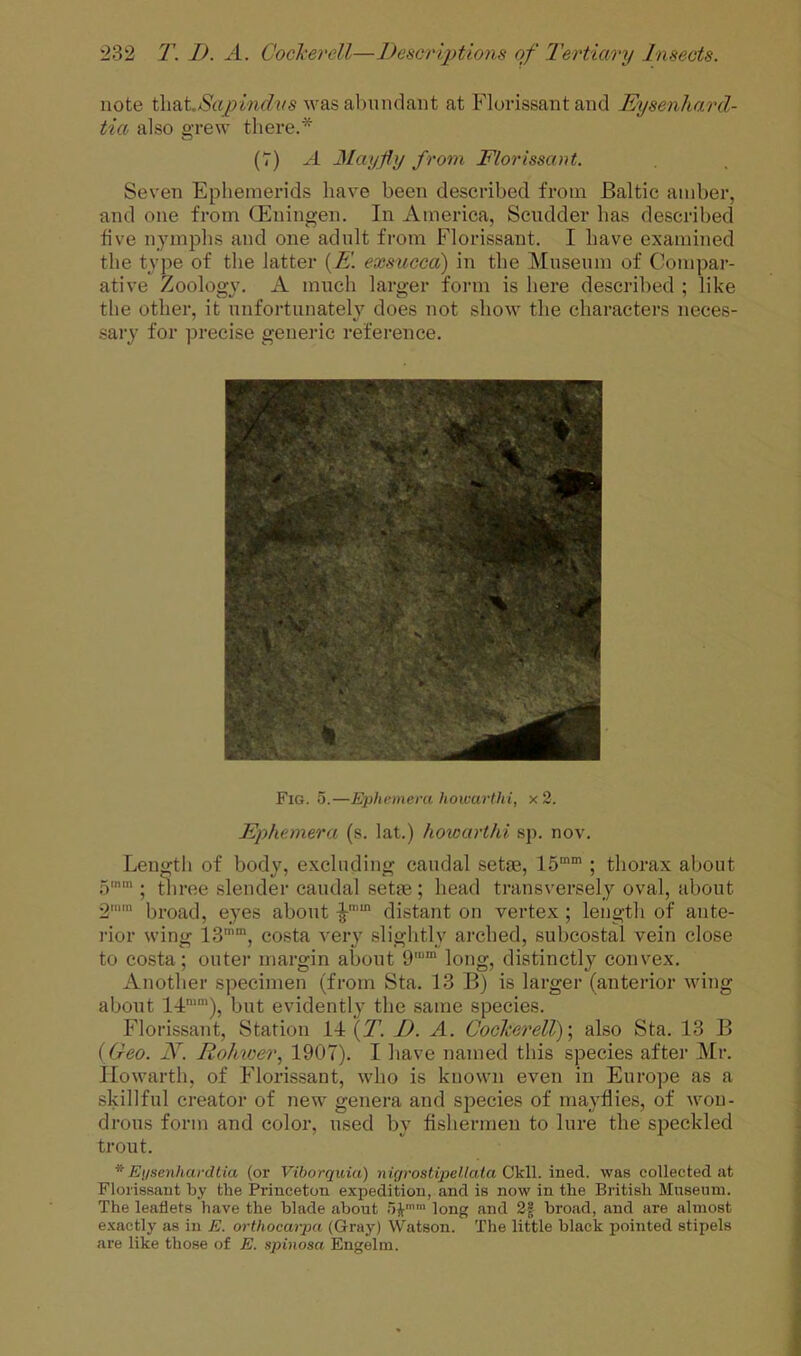 note was abundant at Pdorissant and Eysenhard- tia also grew there.* (7) A Mayfly from Florissant. Seven Epliemerids have been described from Baltic amber, and one from CEuingen. In America, Scndder lias described five nymphs and one adult from Florissant. I have examined the type of the latter (A! exsttcca) in the Museum of Compar- ative Zoology. A much larger form is here described ; like the other, it unfortunately does not show the characters neces- sary for ])recise generic reference. Fig. 5.—Ephemera howarthi, x 2. Ephemera (s. lat.) howarthi sp. nov. Length of body, excluding caudal setae, 15”” ; thorax about 5”” ; tliree slender caudal setae; head transversely oval, about 2“” broad, eyes about distant on vertex ; length of ante- rior wing 13””, costa very slightly arched, subcostal vein close to costa; outer margin about 9”” long, distinctly convex. Another specimen (from Sta. 13 B) is larger (anterior wing about 11:™”), but evidently the same species. Florissant, Station 11 (Zl D. A. Cockerell) \ also Sta. 13 B {Geo. N. Rohtoer, 1907). I have named this species after Mr. Ilowarth, of Florissant, who is known even in Europe as a skillful creator of new genera and species of mayflies, of won- drous form and color, used by fishermen to lure the speckled trout. * Eysenhardtia (or Viborquia) nigrostipel,lata G\dl. ined. was collected at Florissant by the Princeton expedition, and is now in the British Museum. The leaflets have the blade about long and 2| broad, and are almost exactly as in E. orthocarpa (Gray) Watson. The little black pointed stipels are like those of E. spinosa Engelin.