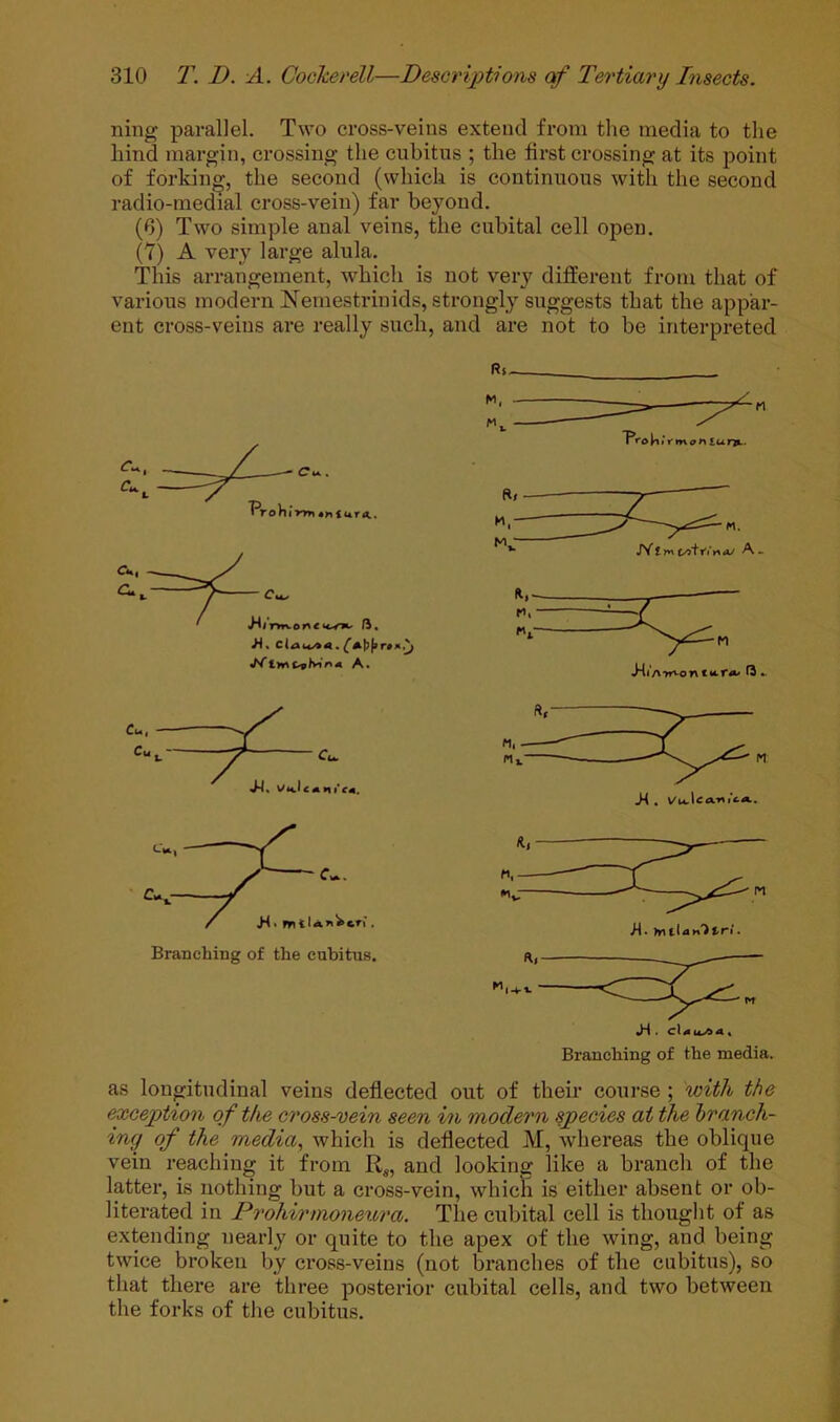 ning parallel. Two cross-veins extend from the media to the hind margin, crossing the cubitus ; the first crossing at its point of forking, the second (which is continuous with the second radio-medial cross-vein) far beyond. (6) Two simple anal veins, the cubital cell open. (7) A very large alula. This arrangement, which is not very different from that of various modern Nemestrinids, strongly suggests that the appar- ent cross-veins are really such, and are not to be interpreted A. M, M, JitV m tf n £u n».. X . Vu.\ca.-n!i-».. Branching of the cubitus. Branching of the media. as longitudinal veins deflected out of their course ; with the exception of the cross-vein seen in modern species at the branch- ing of the media., which is deflected M, whereas the oblique vein reaching it from R^, and looking like a branch of the latter, is nothing but a cross-vein, which is either absent or ob- literated in Prohirmoneura. The cubital cell is thought of as extending nearly or quite to the apex of the wing, and being twice broken by cross-veins (not branches of the cubitus), so that there are three posterior cubital cells, and two between the forks of the cubitus.