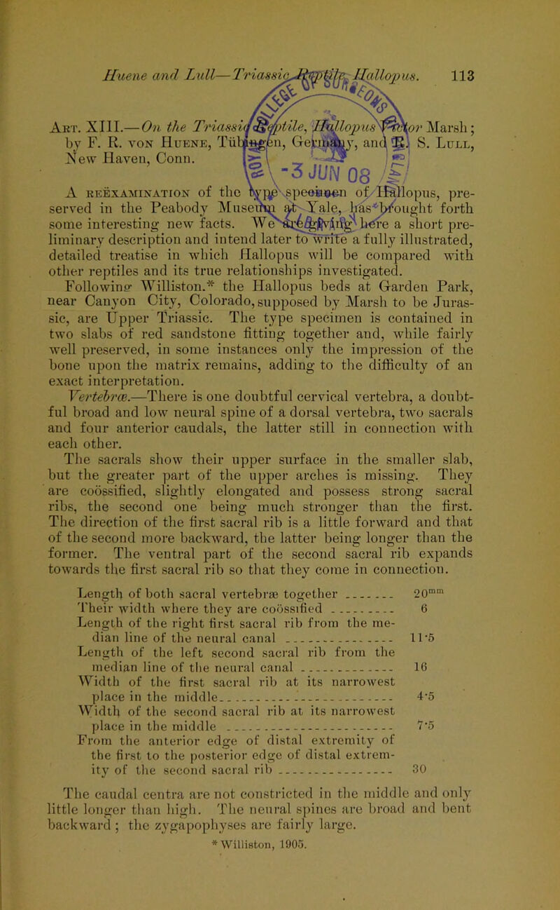 Huene and Lull—Triassia Art. XIII.— On the Triassi by F. R. von Huene, Tii Xew Haven, Conn. ous. \ -3 JUN 08 113 Marsh; S. Lull, ' r- / i reexamination of the tsyppvspeohoun of/USllopus, pre- served in the Peabody Museinji at Yale, hasHtfought forth some interesting new facts. We here a short pre- liminary description and intend later to write a fully illustrated, detailed treatise in which Hallopus will be compared with other reptiles and its true relationships investigated. Following Williston.* the Hallopus beds at Garden Park, near Canyon City, Colorado, supposed by Marsh to be Juras- sic, are Upper Triassic. The type specimen is contained in two slabs of red sandstone fitting together and, while fairly well preserved, in some instances only the impression of the bone upon the matrix remains, adding to the difficulty of an exact interpretation. Vertebrae.—There is one doubtful cervical vertebra, a doubt- ful broad and low neural spine of a dorsal vertebra, two sacrals and four anterior caudals, the latter still in connection with each other. The sacrals show their upper surface in the smaller slab, upper arches is missing. They and possess strong sacral ribs, the second one being much stronger than the first. The direction of the first sacral rib is a little forward and that of the second more backward, tbe latter being longer than the former. The ventral part of the second sacral rib expands towards the first sacral rib so that they come in connection. but the greater part of the are coossified, slightly elongated Length of both sacral vertebrae together 20mm Their width where they are coossified 6 Length of the right first sacral rib from the me- dian line of the neural canal 1 T5 Length of the left second sacral rib from the median line of the neural canal 1(5 Width of the first sacral rib at its narrowest place in the middle. 4-5 Width of the second sacral rib at its narrowest place in the middle P5 From the anterior edge of distal extremity of the first to the posterior edge of distal extrem- ity of the second sacral rib 30 The caudal centra are not constricted in tbe middle and only little longer than high. The neural spines are broad and bent backward ; the zygapophyses are fairly large. * Williston, 1905.