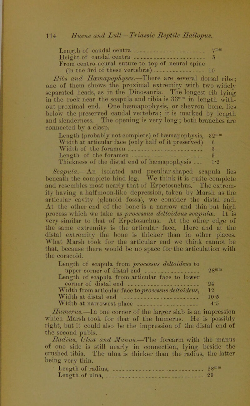 Length of caudal centra 7mm Height of caudal centra 5 From centro-neural suture to top of neural spine (in tlie 3rd of these vertebrae) 10 Ribs and Hcemapophyses.—There are several dorsal ribs; one of them shows the proximal extremity with two widely separated heads, as in the Dinosauria. The longest rib lying in the rock near the scapula and tibia is 33mm in length with- out proximal end. One hsemapophysis, or chevron bone, lies below the preserved caudal vertebra; it is marked by length and slenderness. The opening is very long; both branches are connected by a clasp. Length (probably not complete) of hsemapophysis, 32mm Width at articular face (only half of it preserved) 6 Width of the foramen 3 Length of the foramen 9 Thickness of the distal end of hsemapophysis 1-2 Scapula.—An isolated and peculiar-shaped scapula lies beneath the complete hind leg. We think it is quite complete and resembles most nearly that of Erpetosuchus. The extrem- ity having a halfmoon-like depression, taken by Marsh as the articular cavity (glenoid fossa), we consider the distal end. At the other end of the bone is a narrow and thin but high process which we take as processus deltoideus scapidce. It is very similar to that of Erpetosuchus. At the othey edge of the same extremity is the articular face, Here and at the distal extremity the bone is thicker than in other places. What Marsh took for the articular end w'e think cannot be that, because there would be no space for the articulation with the coracoid. Length of scapula from processus deltoideus to upper corner of distal end 28mm Length of scapula from articular face to lower corner of distal end 24 Width from articular face to processus deltoideus, 12 Width at distal end 10-5 Width at narrowest place 4‘5 Humerus.—In one corner of the larger slab is an impression which Marsh took for that of the humerus. He is possibly right, but it could also be the impression of the distal end of the second pubis. . Radius, Ulna and Manus.—The forearm with the mantis of one side is still nearly in connection, lying beside the crushed tibia. The ulna is thicker than the radius, the latter being very thin. Length of radius, Length of ulna, . 2 gmm 29