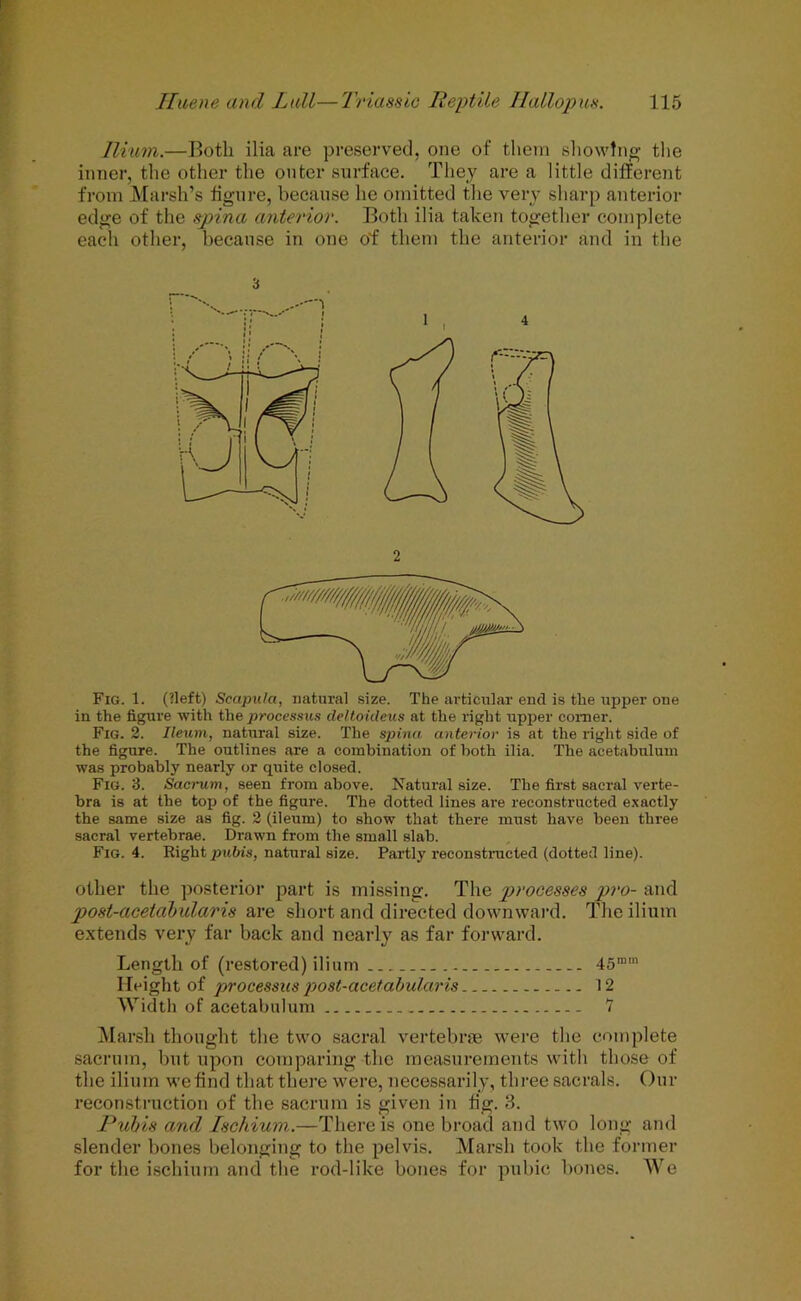 Ilium.—Both ilia are preserved, one of them showing- the inner, the other the outer surface. They are a little different from Marsh’s figure, because he omitted the very sharp anterior edge of the spina anterior. Both ilia taken together complete each other, because in one of them the anterior and in the Fig. 1. (?left) Scapula, natural size. The articular end is the upper one in the figure with the processus deltoideus at the right upper comer. Fig. 2. Ileum, natural size. The sjrina anterior is at the right side of the figure. The outlines are a combination of both ilia. The acetabulum was probably nearly or quite closed. Fig. 3. Sacrum, seen from above. Natural size. The first sacral verte- bra is at tbe top of the figure. The dotted lines are reconstructed exactly the same size as fig. 2 (ileum) to show that there must have been three sacral vertebrae. Drawn from the small slab. Fig. 4. Right pubis, natural size. Partly reconstructed (dotted line). other the posterior part is missing. The p>},ocesses pro- and post-acetabularis are short and directed downward. The ilium extends very far back and nearly as far forward. Length of (restored) ilium 45mm Height of processus post-acetabularis 12 Width of acetabulum 7 Marsh thought the two sacral vertebrae were the complete sacrum, but upon comparing the measurements with those of the ilium we find that there were, necessarily, three sacrals. Our reconstruction of the sacrum is given in fig. 3. Pubis and Ischium.—There is one broad and two long and slender bones belonging to the pelvis. Marsh took the former for the ischium and the rod-like bones for pubic bones. We