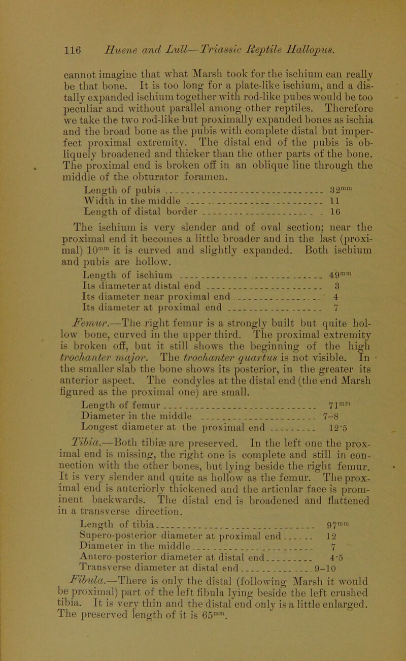 cannot imagine that what Marsh took for the ischium can really be that bone. It is too long for a plate-like ischium, and a dis- tally expanded ischium together with rod-like pubes would be too peculiar and without parallel among other reptiles. Therefore we take the two rod-like but proximally expanded bones as ischia and the broad bone as the pubis with complete distal but imper- fect proximal extremity. The distal end of the pubis is ob- liquely broadened and thicker than the other parts of the bone. The proximal end is broken off in an oblique line through the middle of the obturator foramen. Length of pubis 32mm Width in the middle 11 Length of distal border 16 The ischium is very slender and of oval section; near the proximal end it becomes a little broader and in the last (proxi- mal) 10’’ it is curved and slightly expanded. Both ischium and pubis are hollow. Length of ischium . _ 49mm Its diameter at distal end 3 Its diameter near proximal end . _ . 4 Its diameter at proximal end 7 Femur.—The right femur is a strongly built but quite hol- low bone, curved in the upper third. The proximal extremity is broken off, but it still shows the beginning of the high trochanter major. The trochanter quartus is not visible. In ■ the smaller slab the bone shows its posterior, in the greater its anterior aspect. The condyles at the distal end (the end Marsh figured as the proximal one) are small. Length of femur 7lmri Diameter in the middle _. 7-8 Longest diameter at the proximal end 12‘5 Tibia.—Both tibiae are preserved. In the left one the prox- imal end is missing, the right one is complete and still in con- nection with the other bones, but lying beside the right femur. It is very slender and quite as hollow as the femur. The prox- imal end is anteriorly thickened and the articular face is prom- inent backwards. The distal end is broadened and flattened in a transverse direction. Length of tibia.. 97mm Supero-posterior diameter at proximal end 12 Diameter in the middle 7 Antero posterior diameter at distal end 4-5 Transverse diameter at distal end.. 9-10 Fibula.—There is only the distal (following Marsh it would be proximal) part of the left fibula lying beside the left crushed tibia. It is very thin and the distal end only is a little enlarged. The preserved length of it is 65mm.