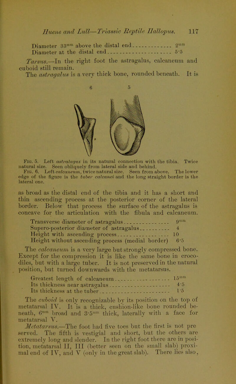 Diameter 33mm above the distal end 2lnm Diameter at the distal end 5-5 Tarsus.—In the right foot the astragalus, calcaneuin and cuboid still remain. The astragalus is a very thick bone, rounded beneath. It is (i 5 Fig. 5. Left astralac/us in its natural connection with the tibia. Twice natural size. Seen obliquely from lateral side and behind. Fig. 6. Left ccilcuneum, twice natural size. Seen from above. The lower edge of the figure is the tuber calcanei and the long straight border is the lateral one. as broad as the distal end of the tibia and it has a short and thin ascending process at the posterior corner of the lateral border. Below that process the surface of the astragalus is concave for the articulation with the fibula and calcaneum. Transverse diameter of astragalus 9mra Supero-posterior diameter of astragalus.. 4 Height with ascending process.. 10 Height without ascending process (medial border) 6‘5 The calcaneum is a very large but strongly compressed bone. Except for the compression it is like the same bone in croco- diles, but with a large tuber. It is not preserved in the natural position, but turned downwards with the metatarsus. Greatest length of calcaneum 15mm Its thickness near astragalus 4-5 Its thickness at the tuber — t'5 The cuboid is only recognizable by its position on the top of metatarsal IV. It is a thick, cushion-like bone rounded be- neath, 6mm broad and 3\5mm thick, laterally with a face for metatarsal Y. Metatarsus.—The foot had five toes but the first is not pre served. The fifth is vestigial and short, but the others are extremely long and slender. In the right foot there are in posi- tion, metatarsal II, III (better seen on the small slab) proxi- mal end of IY, and V (only in the great slab). There lies also,