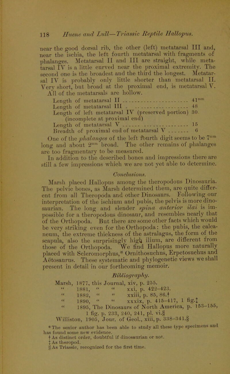 near the good dorsal rib, the other (left) metatarsal III and, near the ischia, the left fourth metatarsal with fragments of phalanges. Metatarsal II and III are straight, while meta- tarsal IV is a little curved near the proximal extremity. The second one is the broadest and the third the longest. Metatar- sal IV is probably only little shorter than metatarsal II. Very short, but broad at the proximal end, is metatarsal V. All of the metatarsals are hollow. Length of metatarsal II 41n,m Length of metatarsal III 48 Length of left metatarsal IV (preserved portion) 30. (incomplete at proximal end) Length of metatarsal V 15 Breadth of proximal end of metatarsal V 6 One of the phalanges of the left fburth digit seems to be 7mn* long and about 2mm broad. The other remains of phalanges are too fragmentary to be measured. In addition to the described bones and impressions there are still a few impressions which we are not yet able to determine. Conclusions. Marsh placed Hallopus among the theropodous Dinosauria. The pelvic bones, as Marsh determined them, are quite differ- ent from all Theropoda and other Dinosaurs. Following our interpretation of the ischium and pubis, the pelvis is more dino- saurian. The long and slender spinet anterior ilai is im- possible for a theropodous dinosaur, and resembles nearly that of the Orthopoda. But there are some other facts which would be very striking even for the Orthopoda: the pubis, the calca- neum, the extreme thickness of the astralagus, the form of the scapula, also the surprisingly high ilium, are different from those of the Orthopoda. We find Hallopus more naturally placed with Scleromorplms,* Ornithosuchus, Erpetosuchus and Aetosaurus. These systematic and phylogenetic views we shall present in detail in our forthcoming memoir. Bibliography. Marsh, 1877, this Journal, xiv, p. 255. “ 1881, “ “ xxi, p. 422-423. “ 1882, “ “ xxiii, p. 85, 86.f “ 1890, “ “ xxxix, p. 415-417, 1 fig-t “ 1895, The Dinosaurs of North America, p. 153-155, 1 fig. p. 233, 240, 241, pi. vi.§ Williston, 1905, Jour, of Geol., xiii,p. 338-341.§ * The senior author has heen able to study all these type specimens and has found some new evidence. f As distinct order, doubtful if dinosaurian or not. t As theropod. § As Triassic, recognized for the first time.