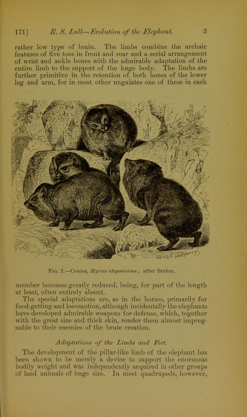 rather low type of brain. The limbs combine the archaic features of five toes in front and rear and a serial arrangement of wrist and ankle bones with the admirable adaptation of the entire limb to the support of the huge body. The limbs are further primitive in the retention of both bones of the lower leg and arm, for in most other ungulates one of these in each Fig. 2.—Conies, Hi/rax abyssinicus ; after Brehm. member becomes greatly reduced, being, for part of the length at least, often entirely absent. The special adaptations are, as in the horses, primarily for food-getting and locomotion, although incidentally the elephants have developed admirable weapons for defense, which, together with the great size and thick skin, render them almost impreg- nable to their enemies of the brute creation. Adaptations of the Limbs and Feet. The development of the pillar-like limb of the elephant has been shown to be merely a device to support the enormous bodily weight and was independently acquired in other groups of land animals of huge size. In most quadrupeds, however,