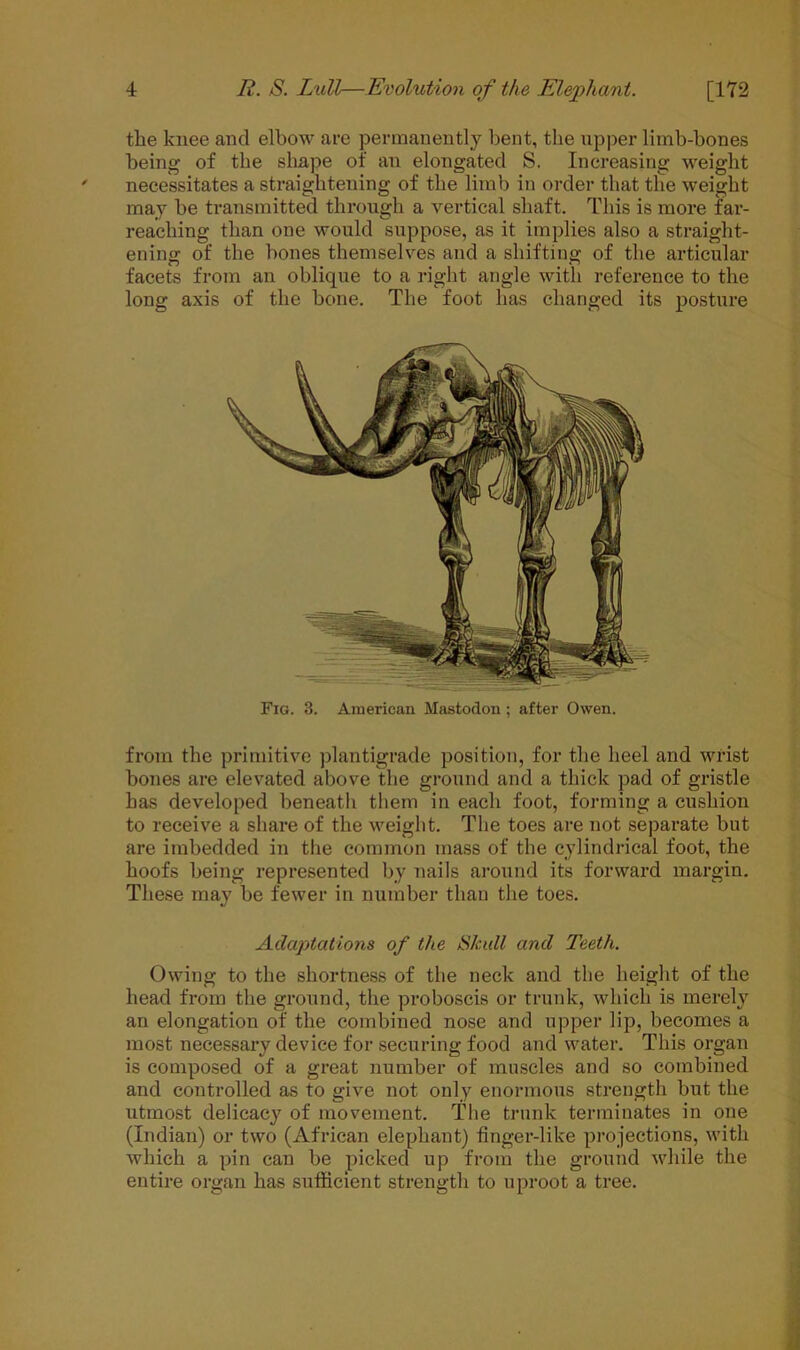 the knee and elbow are permanently bent, the upper limb-bones being of the shape of an elongated S. Increasing weight necessitates a straightening of the limb in order that the weight may be transmitted through a vertical shaft. This is more far- reaching than one would suppose, as it implies also a straight- ening of the bones themselves and a shifting of the articular facets from an oblique to a right angle with reference to the long axis of the bone. The foot has changed its posture Fig. 3. American Mastodon; after Owen. from the primitive plantigrade position, for the heel and wrist bones are elevated above the ground and a thick pad of gristle has developed beneath them in each foot, forming a cushion to receive a share of the weight. The toes are not separate but are imbedded in the common mass of the cylindrical foot, the hoofs being represented by nails around its forward margin. These may be fewer in number than the toes. Adaptations of the Skull and Teeth. Owing to the shortness of the neck and the height of the head from the ground, the proboscis or trunk, which is merely an elongation of the combined nose and upper lip, becomes a most necessary device for securing food and water. This organ is composed of a great number of muscles and so combined and controlled as to give not only enormous strength but the utmost delicacy of movement. The trunk terminates in one (Indian) or two (African elephant) finger-like projections, with which a pin can be picked up from the ground while the entire organ has sufficient strength to uproot a tree.