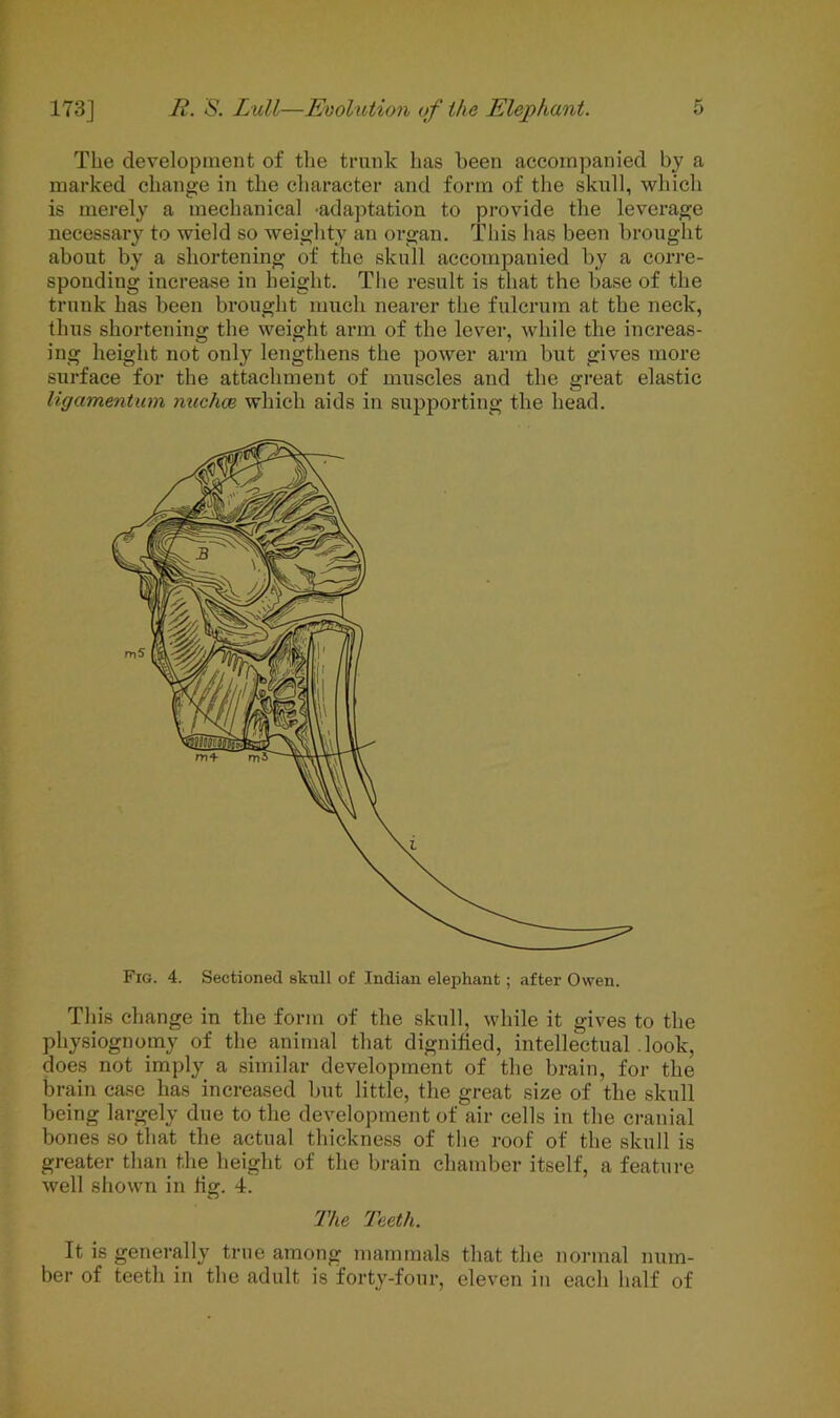 The development of the trunk has been accompanied by a marked change in the character and form of the skull, which is merely a mechanical -adaptation to provide the leverage necessary to wield so weighty an organ. This has been brought about by a shortening of the skull accompanied by a corre- sponding increase in height. The result is that the base of the trunk has been brought much nearer the fulcrum at the neck, thus shortening the weight arm of the lever, while the increas- ing height not only lengthens the power arm but gives more surface for the attachment of muscles and the great elastic ligamentum nuchce which aids in supporting the head. Fig. 4. Sectioned skull of Indian elephant; after Owen. This change in the form of the skull, while it gives to the physiognomy of the animal that dignified, intellectual look, does not imply a similar development of the brain, for the brain case has increased but little, the great size of the skull being largely due to the development of air cells in the cranial bones so that the actual thickness of the roof of the skull is greater than the height of the brain chamber itself, a feature well shown in Jig. 4. The Teeth. It is generally true among mammals that the normal num- ber of teeth in the adult is forty-four, eleven in each half of