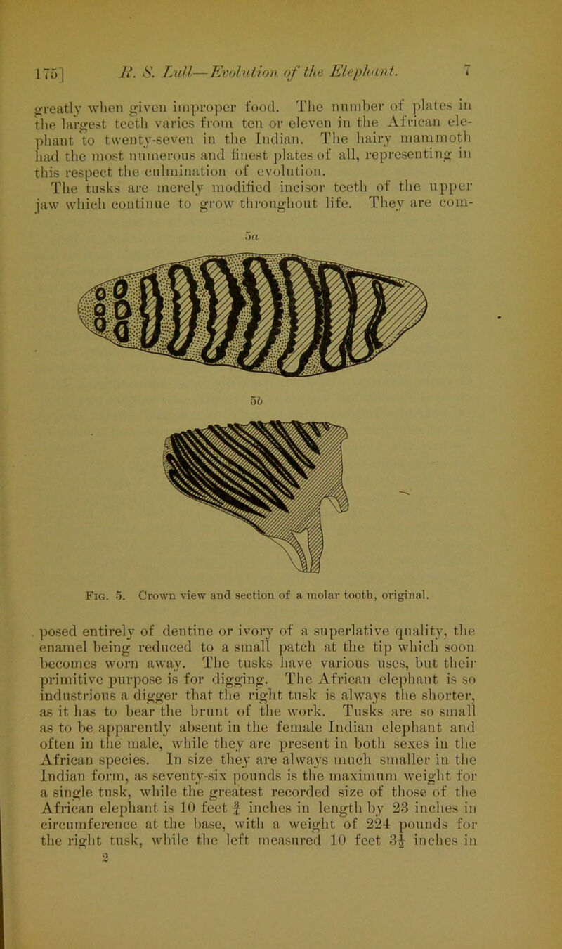 greatly when given improper food. The number of plates in the largest teetli varies from ten or eleven in the African ele- phant to twenty-seven in the Indian. The hairy mammoth had the most numerous and finest plates of all, representing in this respect the culmination of evolution. The tusks are merely modified incisor teeth of the upper jaw which continue to grow throughout life. They are cora- 5 a 5b Fig. 5. Crown view ancl section of a molar tooth, original. posed entirely7 of dentine or ivory of a superlative quality, the enamel being reduced to a small patch at the tip which soon becomes worn away. The tusks have various uses, but their primitive purpose is for digging. The African elephant is so industrious a digger that the right tusk is always the shorter, as it has to bear the brunt of the work. Tusks are so small as to be apparently absent in the female Indian elephant and often in the male, while they are present in both sexes in the African species. In size they are always much smaller in the Indian form, as seventy-six pounds is the maximum weight for a single tusk, while the greatest recorded size of those of the African elephant is 10 feet $ inches in length by 23 inches in circumference at the base, with a weight of 224 pounds for the right tusk, while the left measured 10 feet 34 inches in 2
