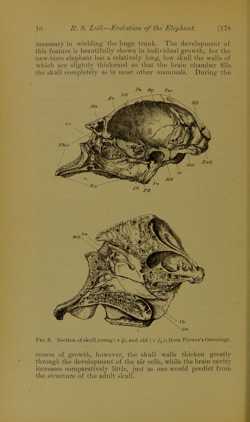 necessary in wielding- the huge trunk. The development of this feature is beautifully shown in individual growth, for the new-born elephant has a relatively long, low skull the walls of which are slightly thickened so that the brain chamber fills the skull completely as in most other mammals. During the Fig. 6. Section of skull young ( x ^), and old ( x fa): from Flower’s Osteology. course of growth, however, the skull walls thicken greatly through the development of the air cells, while the brain cavity increases comparatively little, just as one would predict from the structure of the adult skull.