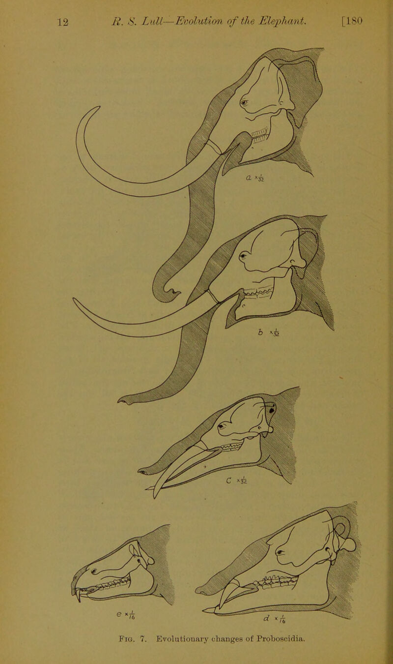 Fig. 7. Evolutionary changes of Probosoidia.