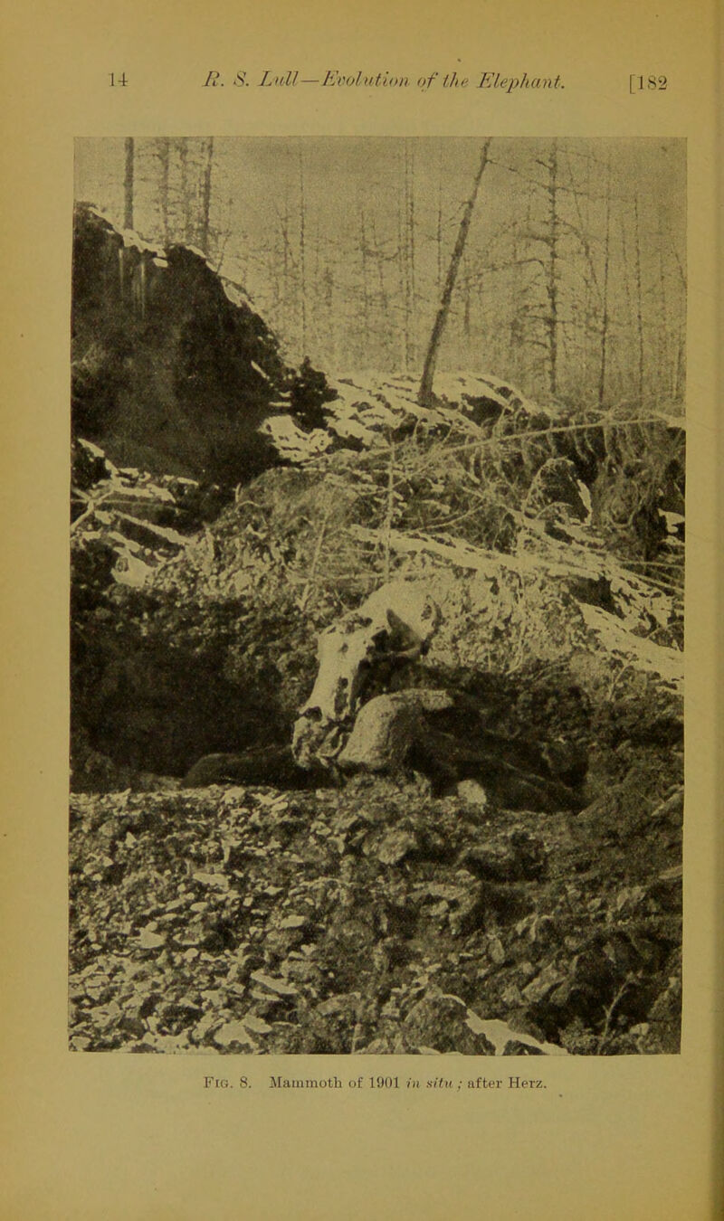 Fig. 8. Mammoth of 1901 in situ : after Herz