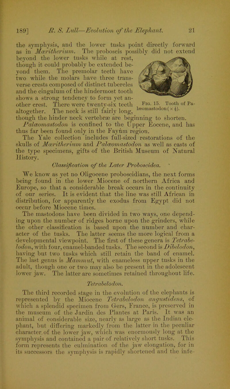 the symphysis, and the lower tusks point directly forward as in Mceritherivm. The proboscis possibly did not extend beyond the lower tusks while at rest, though it could probably be extended be- yond them. The premolar teeth have two while the molars have three trans- verse crests composed of distinct tubercles and the cingulum of the hindermost tooth shows a strong tendency to form yet an- other crest. There were twenty-six teeth Fig- 15- Tooth of Pa- altogether. The neck is still fairly long, <Eomastoc on (x Al- though the hinder neck vertebrae are beginning to shorten. Ralceomastodon is confined to the Upper Eocene, and has thus far been found only in the Fay urn region. The Yale collection includes full-sized restorations of the skulls of Moeritherium and Ralceomastodon as well as casts of the type specimens, gifts of the British Museum of Natural History. Classification of the Later Proboscidea. We know as yet no Oligocene proboscidians, the next forms being found in the lower Miocene of northern Africa and Europe, so that a considerable break occurs in the continuity of our series. It is evident that the line was still African in distribution, for apparently the exodus from Egypt did not occur before Miocene times. The mastodons have been divided in two ways, one depend- ing upon the number of ridges borne upon the grinders, while the other classification is based upon the number and char- acter of the tusks. The latter seems the more logical from a developmental viewpoint. The first of these genera is Tetrabe- lodon, with four, enamel-banded tusks. The second is Dibeloclon, having but two tusks which still retain the band of enamel. The last genus is Mammut, with enameless upper tusks in the adult, though one or two may also be present in the adolescent lower jaw. The latter are sometimes retained throughout life. Tetrabelodon. The third recorded stage in the evolution of the elephants is represented by the Miocene Tetrabelodon angustidens, of which a splendid specimen from Gers, France, is preserved in the museum of the Jardin des Plantes at Paris. It was an animal of considerable size, nearly as large as the Indian ele- phant, but differing markedly from the latter in the peculiar character, of the lower jaw, which was enormously long at the symphysis and contained a pair of relatively short tusks. This form represents the culmination of the jaw elongation, for in its successors the symphysis is rapidly shortened and the infe-
