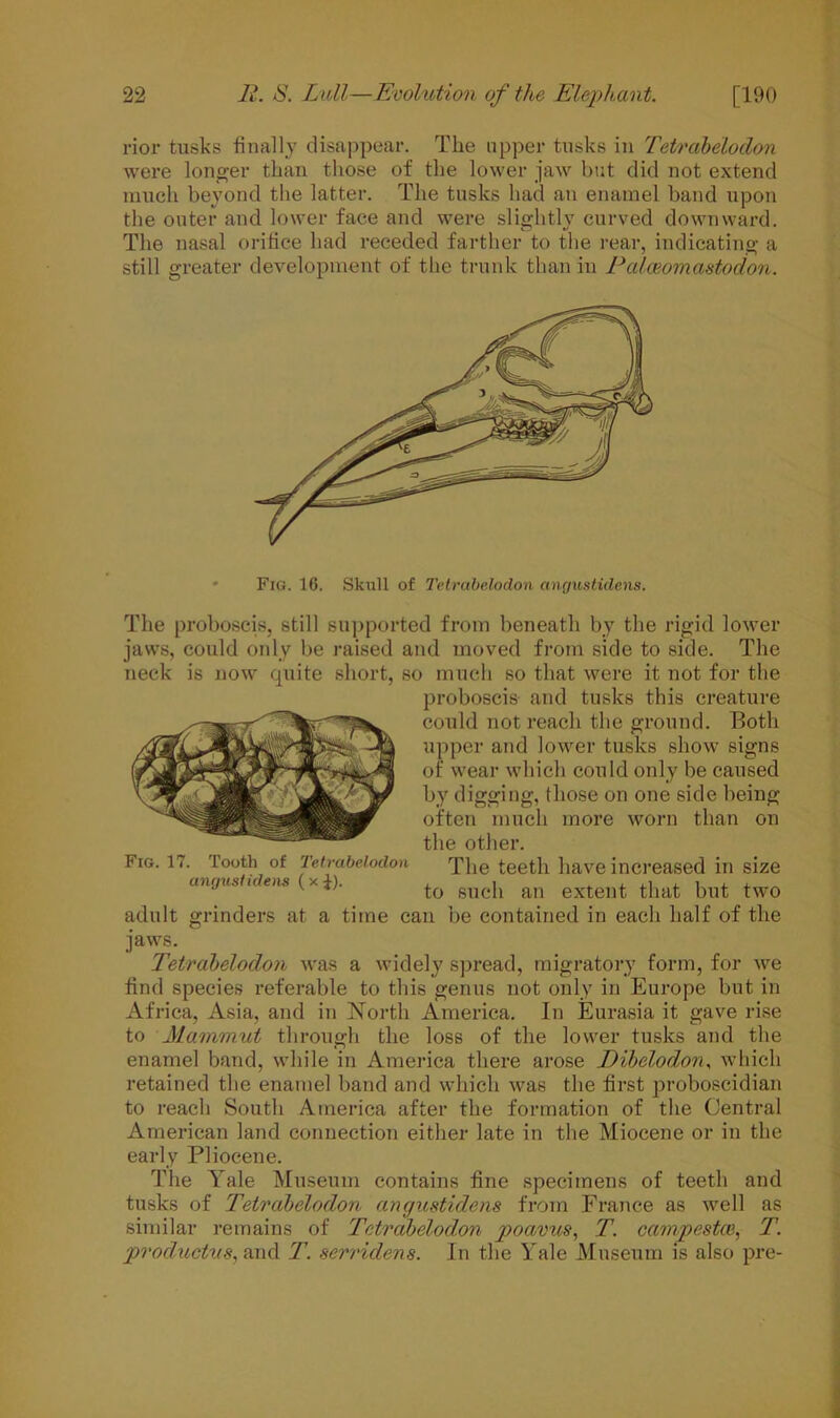 rior tusks finally disappear. The upper tusks in Tetrabelodon were longer than those of the lower jaw but did not extend much beyond the latter. The tusks had an enamel band upon the outer and lower face and were slightly curved downward. The nasal orifice had receded farther to the rear, indicating a still greater development of the trunk than in Paloeomastodon. Fig. 16. Skull of Tetrabelodon cingustidens. The proboscis, still supported from beneath by the rigid lower jaws, could only be raised and moved from side to side. The neck is now quite short, so much so that were it not for the proboscis and tusks this creature could not reach the ground. Both upper and lower tusks show signs of wear which could only be caused by digging, those on one side being often much more worn than on the other. The teeth have increased in size to such an extent that but two adult grinders at a time can be contained in each half of the Fig. 17. Tooth of Tetrabelodon anguslidens ( x J). ]aws. Tetrabelodon was a widely spread, migratory form, for we find species referable to this genus not only in Europe but in Africa, Asia, and in North America. In Eurasia it gave rise to Mammut through the loss of the lower tusks and the enamel band, while in America there arose Dibelodon, which retained the enamel band and which was the first proboscidian to reach South America after the formation of the Central American land connection either late in the Miocene or in the early Pliocene. The Yale Museum contains fine specimens of teeth and tusks of Tetrabelodon angustidens from France as well as similar remains of Tetrabelodon poatms, T. campestie, T. productus, and T. serridens. In the Yale Museum is also pre-