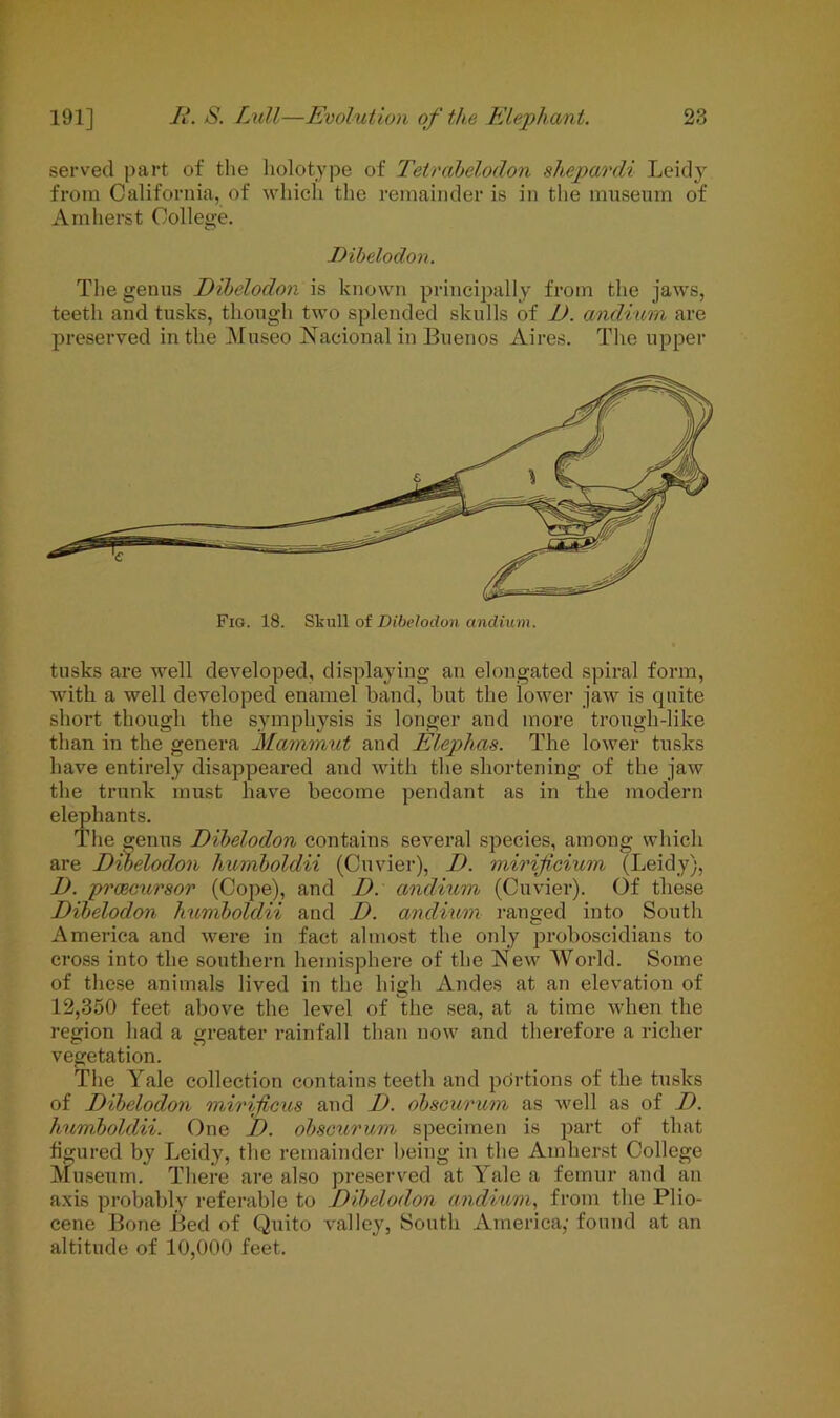 served part of the liolotype of Tetrdbelodon shepardi Leidy from California, of which the remainder is in the museum of Amherst College. JDibelodon. The genus Dibelodon is known principally from the jaws, teeth and tusks, though two splended skulls of E). andium are preserved in the Museo Nacional in Buenos Aires. The upper Fig. 18. Skull of Dibelodon andium. tusks are well developed, displaying an elongated spiral form, with a well developed enamel band, but the lower jaw is quite short though the symphysis is longer and more trough-like than in the genera Mammut and Elephas. The lower tusks have entirely disappeared and with the shortening of the jaw the trunk must have become pendant as in the modern elephants. The genus Dibelodon contains several species, among which are Dibelodon humboldii (Cuvier), D. mirificium (Leidy), D. pi'cecursor (Cope), and I), andium (Cuvier). Of these Dibelodon humboldii and D. andium ranged into South America and were in fact almost the only proboscidians to cross into the southern hemisphere of the New World. Some of these animals lived in the high Andes at an elevation of 12,350 feet above the level of 'the sea, at a time when the region had a greater rainfall than now and therefore a richer vegetation. The Yale collection contains teeth and portions of the tusks of Dibelodon mirificus and D. obsourum as well as of D. humboldii. One I). obsourum specimen is part of that figured by Leidy, the remainder being in the Amherst College Museum. There are also preserved at Yale a femur and an axis probably referable to Dibelodon andium, from the Plio- cene Bone Bed of Quito valley, South America,' found at an altitude of 10,000 feet.