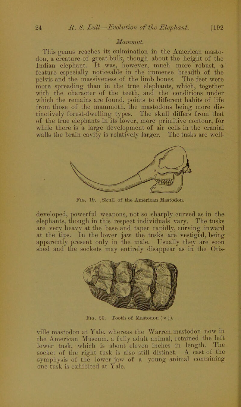 Mammut. This genus reaches its culmination in the American masto- don, a creature of great bulk, though about the height of the Indian elephant. It was, however, much more robust, a feature especially noticeable in the immense breadth of the pelvis and the massiveness of the limb bones. The feet were more spreading than in the true elephants, which, together with the character of the teeth, and the conditions under which the remains are found, points to different habits of life from those of the mammoth, the mastodons being more dis- tinctively forest-dwelling types. The skull differs from that of the true elephants in its lower, more primitive contour, for while there is a large development of air cells in the cranial walls the brain cavity is relatively larger. The tusks are well- Fig. 19. Skull of the American Mastodon. developed, powerful weapons, not so sharply curved as in the elephants, though in this respect individuals vary. The tusks are very heavy at the base and taper rapidly, curving inward at the tips. In the lower jaw the tusks are vestigial, being apparently present only in the male. Usually they are soon shed and the sockets may entirely disappear as in the Otis- Fig. 20. Tooth of Mastodon ( x £). ville mastodon at Yale, whereas the Warren mastodon now in the American Museum, a fully adult animal, retained the left lower tusk, which is about eleven inches in length. The socket of the right tusk is also still distinct. A cast of the symphysis of the lower jaw of a young animal containing one tusk is exhibited at Yale.
