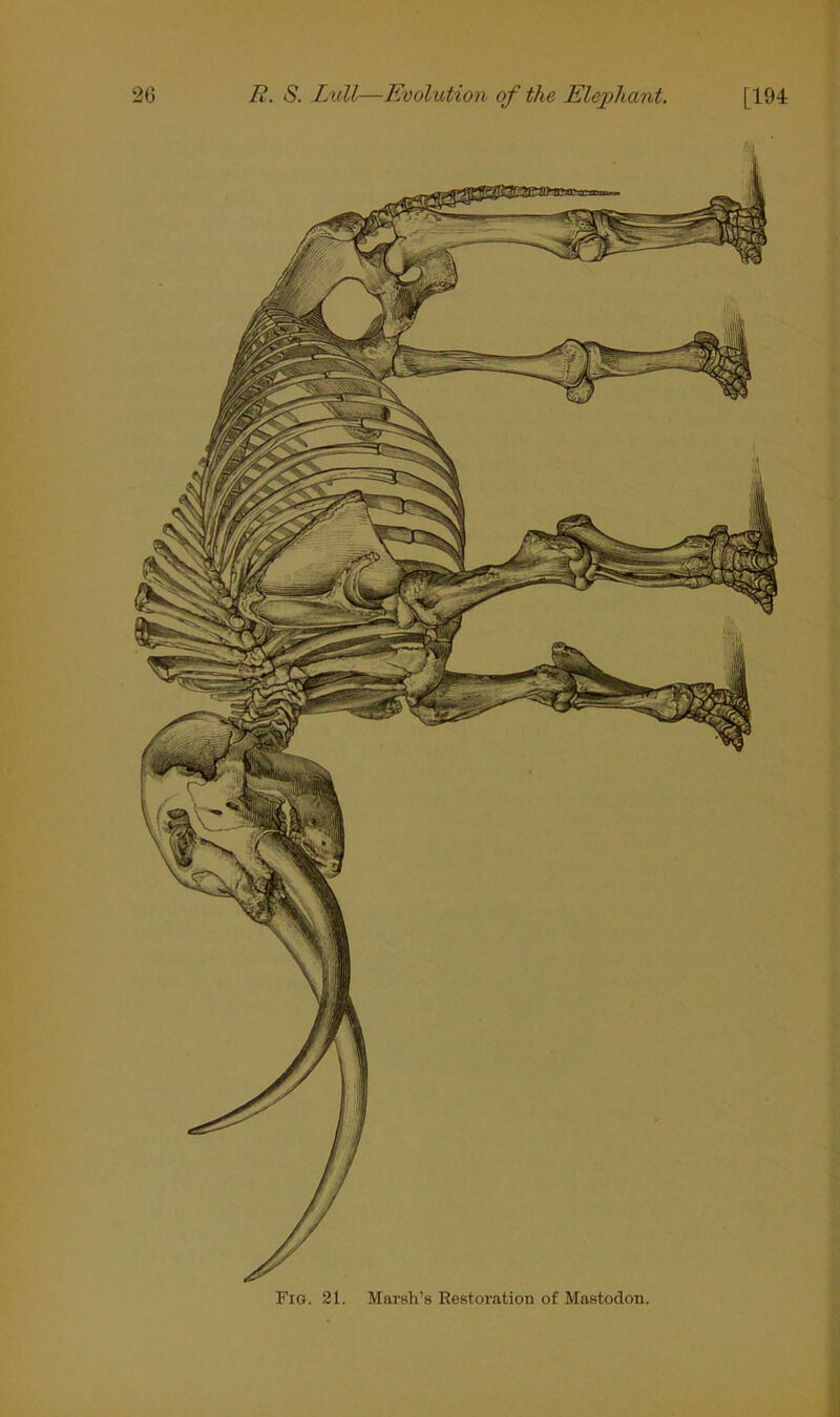 Fig. 21. Marsh’s Restoration of Mastodon.
