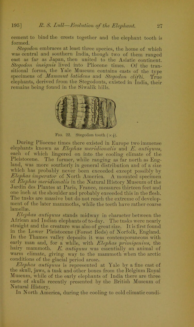 cement to bind the crests together and the elephant tooth is formed. Stegodon embraces at least three species, the home of which was central and southern India, though two of them ranged east as far as Japan, then united to the Asiatic continent. Stegodon insignia lived into Pliocene times. Of the tran- sitional forms, the Yale Museum contains casts of the type specimens of Mammut latidens and Stegodon clifti. True elephants, derived from the Stegodonts, existed in India, their remains being found in the Siwalilc hills. Fig. 22. Stegodon tooth ( x £). During Pliocene times there existed in Europe two immense elephants known as Elephas meridionalis and E. antiquus, each of which lingered on into the cooling climate of the Pleistocene. The former, while ranging as far north as Eng- land, was more southerly in general distribution and of a size which has probably never been exceeded except possibly by Elephas imperator of North America. A mounted specimen of Elephas meridionalis in the Natural History Museum of the Jardin des Plantes at Paris, France, measures thirteen feet and one inch at the shoulder and probably exceeded this in the flesh. The tusks are massive but do not reach the extreme of develop- ment of the later mammoths, while the teeth have rather coarse lamellae. Elephas antiquus stands midway in character between the African and Indian elephants of to-day. The tusks were nearly straight and the creature was also of great size. It is first found in the Lower Pleistocene (Forest Beds) of Norfolk, England. In the Thames valley deposits it was contemporaneous with early man and, for a while, with Elephas primigenius, the hairy mammoth. E. antiquus was essentially an animal of warm climate, giving way to the mammoth when the arctic conditions of the glacial period arose. Elephas antiquus is represented at Yale by a fine cast of the skull, jaws, a tusk and other bones from the Belgium Royal Museum, while of the early elephants of India there are three casts of skulls recently presented by the British Museum of Natural History. In North America, during the cooling to cold climatic condi-