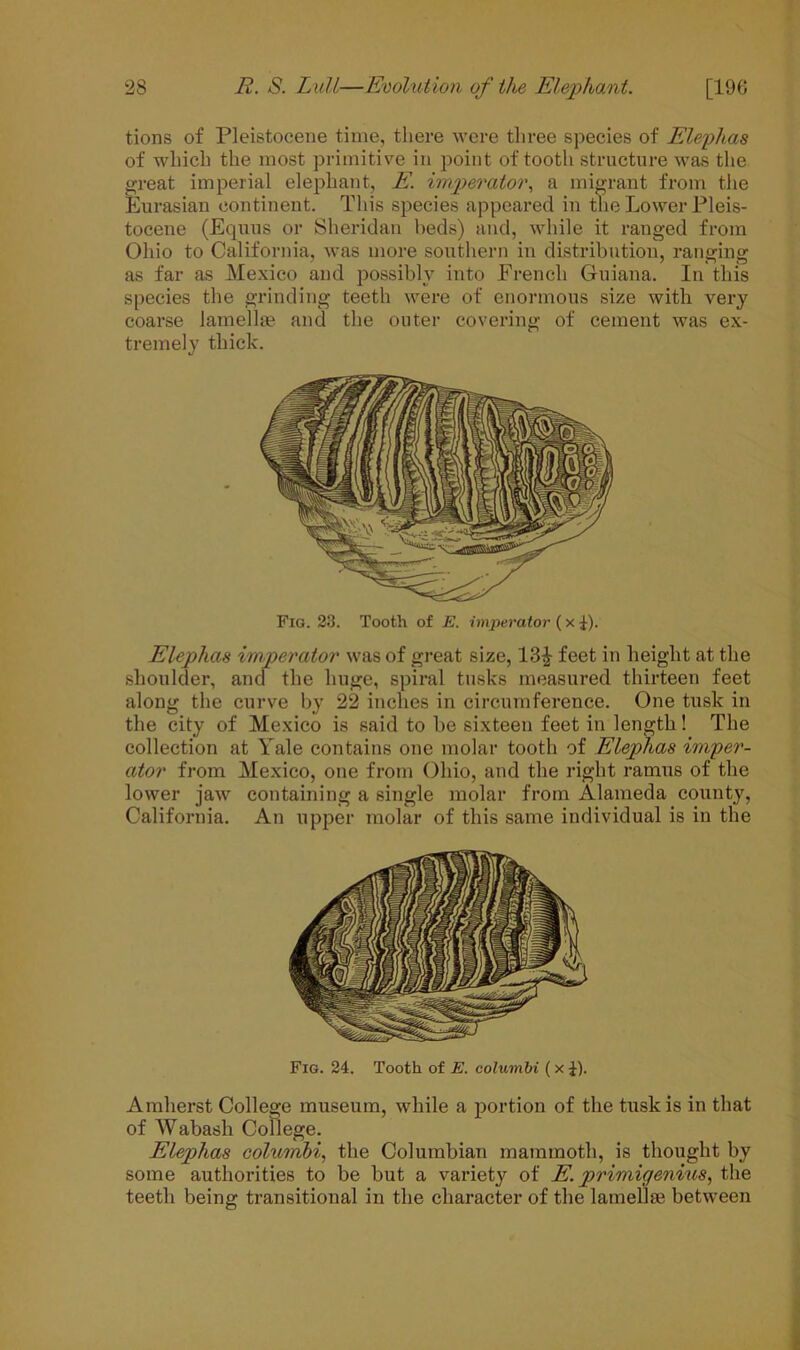 tions of Pleistocene time, there were three species of Elephas of which the most primitive in point of tooth structure was the great imperial elephant, E. imperator, a migrant from the Eurasian continent. This species appeared in the Lower Pleis- tocene (Equus or Sheridan beds) and, while it ranged from Ohio to California, was more southern in distribution, ranging as far as Mexico and possibly into French Guiana. In this species the grinding teeth were of enormous size with very coarse lamellae and the outer covering of cement was ex- tremely thick. Fig. 23. Tooth of E. imperator (x i). Elephas imperator was of great size, 13£ feet in height at the shoulder, and the huge, spiral tusks measured thirteen feet along the curve by 22 inches in circumference. One tusk in the city of Mexico is said to be sixteen feet in length! The collection at Yale contains one molar tooth of Elephas imper- ator from Mexico, one from Ohio, and the right ramus of the lower jaw containing a single molar from Alameda county, California. An upper molar of this same individual is in the Fig. 24. Tooth of E. columbi ( x £). Amherst College museum, while a portion of the tusk is in that of Wabash College. Elephas columbi, the Columbian mammoth, is thought by some authorities to be but a variety of E. primigenius, the teeth being transitional in the character of the lamellae between