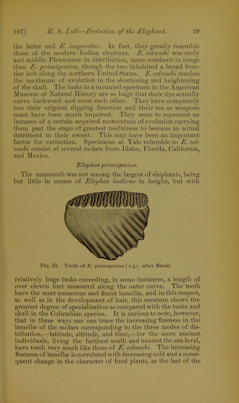 the latter and E. imperator. In fact, they greatly resemble those of the modern Indian elephant. E. columbi was early and middle Pleistocene in distribution, more southern in range than E. primigenius, though the two inhabited a broad fron- tier belt along the northern United States. E. columbi reaches the maximum of evolution in the shortening and heightening of the skull. The tusks in a mounted specimen in the American Museum of Natural History are so huge that their tips actually curve backward and cross each other. They have completely lost their original digging function and their use as weapons must have been much impaired. They seem to represent an instance of a certain acquired momentum of evolution carrying them past the stage of greatest usefulness to become an actual detriment to their owner. This may have been an important factor for extinction. Specimens at Yale referable to E. col- umbi consist of several molars from Idaho, Florida, California, and Mexico. Elephas primigenius. The mammoth was not among the largest of elephants, being but little in excess of Elephas indicus in height, but with Fig. 25. Tooth of E. primigenius ( x J); after Marsh. relatively huge tusks exceeding, in some instances, a length of over eleven feet measured along the outer curve. The teeth have the most numerous and finest lamellae, and in this respect, as well as in the development of hair, this creature shows the greatest degree of specialization as compared with the tusks and skull in the Columbian species. It is curious to note, however, that in three ways one can trace the increasing fineness in the lamellae of the molars corresponding to the three modes of dis- tribution,—latitude, altitude, and time,—for the more ancient individuals, living the farthest south and nearest the sea-level, have teeth very much like those of E. columbi. The increasing fineness of lamellae is correlated with increasing cold and a conse- quent change in the character of food plants, as the last of the