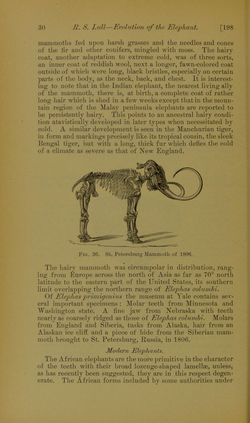 mammoths fed upon harsh grasses and the needles and cones of the hr and other conifers, mingled with moss. The hairy coat, another adaptation to extreme cold, was of three sorts, an inner coat of reddish wool, next a longer, fawn-colored coat outside of which were long, black bristles, especially on certain parts of the body, as the neck, hack, and chest. It is interest- ing to note that in the Indian elephant, the nearest living ally of the mammoth, there is, at birth, a complete coat of rather long hair which is shed in a few weeks except that in the moun- tain region of the Malay peninsula elephants are reported to be persistently hairy. This points to an ancestral hairy condi- tion atavistically developed in later types when necessitated by cold. A similar development is seen in the Manchurian tiger, in form and markings precisely like its tropical cousin, the sleek Bengal tiger, but with a long, thick fur which defies the cold of a climate as severe as that of New England. Fig. 2G. St. Petersburg Mammoth of 1806. The hairy mammoth was circumpolar in distribution, rang- ing from Europe across the north of Asia as far as 70° north latitude to the eastern part of the United States, its southern limit overlapping the northern range of Eleplias columhi. Of Elephas primigenius the museum at Yale contains sev- eral important specimens : Molar teeth from Minnesota and Washington state. A line jaw from Nebraska with teeth nearly as coarsely ridged as those of Eleplias columhi. Molars from England and Siberia, tusks from Alaska, hair from an Alaskan ice cliff and a piece of hide from the Siberian mam- moth brought to St. Petersburg, Russia, in 1806. Modern Elephants. The African elephants are the more primitive in the character of the teeth with their broad lozenge-shaped lamellae, unless, as has recently been suggested, they are in this respect degen- erate. The African forms included by some authorities under