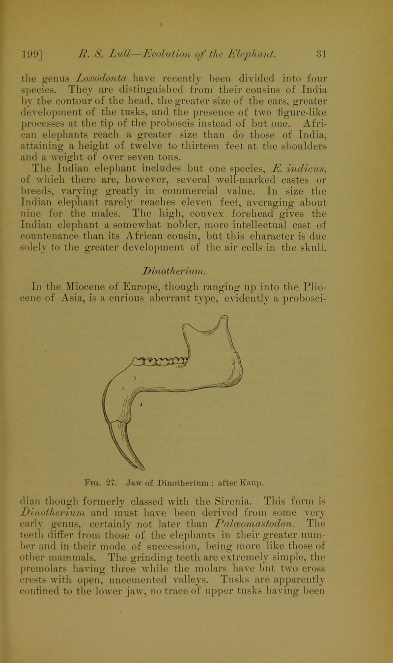 the genus Loxodonta have recently been divided into four species. They are distinguished from their cousins of India by the contour of the head, the greater size of the ears, greater development of the tusks, and the presence of two figure-like processes at the tip of the proboscis instead of but one. Afri- can elephants reach a greater size than do those of India, attaining a height of twelve to thirteen feet at the shoulders and a weight of over seven tons. The Indian elephant includes but one species, E. indicus, of which there are, however, several well-marked castes or breeds, varying greatly in commercial value. In size the Indian elephant rarely reaches eleven feet, averaging about nine for the males. The high, convex forehead gives the Indian elephant a somewhat nobler, more intellectual cast of countenance than its African cousin, but this character is due solely to the greater development of the air cells in the skull. JD mother ium. In the Miocene of Europe, though ranging up into the Plio- cene of Asia, is a curious aberrant type, evidently a probosci- dian though formerly classed with the Sirenia. This form is Dinothemum and must have been derived from some very early genus, certainly not later than Palceomastodon. The teeth differ from those of the elephants in their greater num- ber and in their mode of succession, being more like those of other mammals. The grinding teeth are extremely simple, the premolars having three while the molars have but two cross crests with open, uncemented valleys. Tusks are apparently confined to the lower jaw, no trace of upper tusks having been