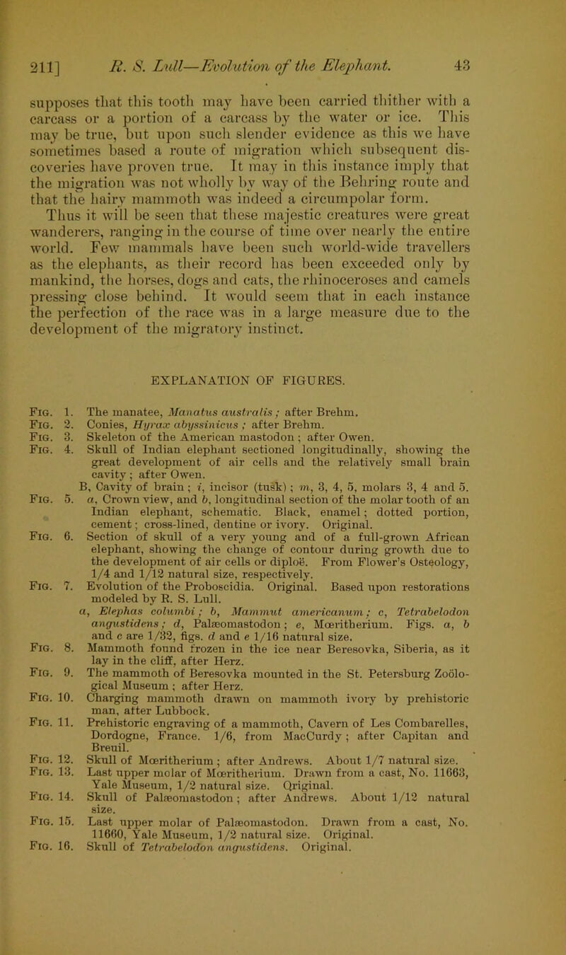 supposes tliat this tooth may have been carried thither with a carcass or a portion of a carcass by the water or ice. This may be true, but upon such slender evidence as this we have sometimes based a route of migration which subsequent dis- coveries have proven true. It may in this instance imply that the migration was not wholly bv way of the Behring route and that the hairy mammoth was indeed a circumpolar form. Thus it will be seen that these majestic creatures were great wanderers, ranging in the course of time over nearly the entire world. Few mammals have been such world-wide travellers as the elephants, as their record has been exceeded only by mankind, the horses, dogs and cats, the rhinoceroses and camels pressing close behind. It would seem that in each instance the perfection of the race was in a large measure due to the development of the migratory instinct. EXPLANATION OF FIGURES. Fig. 1. The manatee, Manatus australis ; after Brehm. Fig. 2. Conies, Hyrax cibyssinicus ; after Brehm. Fig. 3. Skeleton of the American mastodon ; after Owen. Fig. 4. Skull of Indian elephant sectioned longitudinally, showing the great development of air cells and the relatively small brain cavity; after Owen. B, Cavity of brain; i, incisor (tusk); to, 3, 4, 5, molars 3, 4 and 5. Fig. 5. a, Crown view, and b, longitudinal section of the molar tooth of an Indian elephant, schematic. Black, enamel; dotted portion, cement; cross-lined, dentine or ivory. Original. Fig. 6. Section of skull of a very young and of a full-grown African elephant, showing the change of contour during growth due to the development of air cells or diploe. From Flower’s Osteology, 1/4 and 1/12 natural size, respectively. Fig. 7. Evolution of the Proboscidia. Original. Based upon restorations modeled by R. S. Lull. a, Eleplias columbi; b, Mammut americanum; c, Tetrabelodon angustidens; d, Palajomastodon; e, Moeritherium. Figs, a, b and c are 1/32, figs, d and e 1/16 natural size. Fig. 8. Mammoth found frozen in the ice near Beresovka, Siberia, as it lay in the cliff, after Herz. Fig. 9. The mammoth of Beresovka mounted in the St. Petersburg Zoolo- gical Museum ; after Herz. Fig. 10. Charging mammoth drawn on mammoth ivory by prehistoric man, after Lubbock. Fig. 11. Prehistoric engraving of a mammoth, Cavern of Les Combarelles, Dordogne, France. 1/6, from MacCurdy; after Capitan and Breuil. Fig. 12. Skull of Moeritherium ; after Andrews. About 1/7 natural size. Fig. 13. Last upper molar of Moeritherium. Drawn from a cast, No. 11663, Yale Museum, 1/2 natural size. Original. Fig. 14. Skull of Palaeomastodon ; after Andrews. About 1/12 natural size. Fig. 15. Last upper molar of PaLeomastodon. Drawn from a cast, No. 11660, Yale Museum, 1/2 natural size. Original. Fig. 16. Skull of Tetrabelodon angustidens. Original.