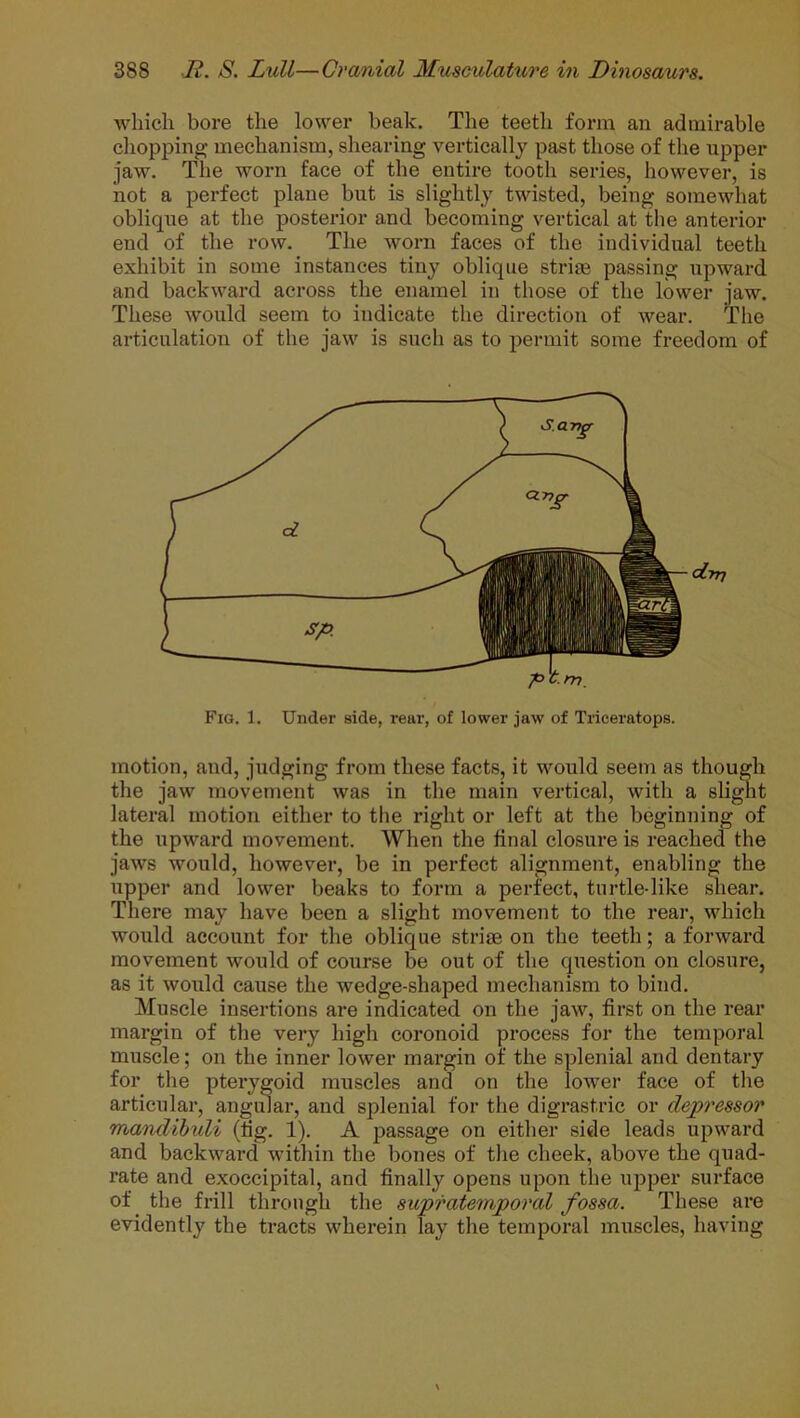 which bore the lower beak. The teeth form an admirable chopping mechanism, shearing vertically past those of the upper jaw. The worn face of the entire tooth series, however, is not a perfect plane but is slightly twisted, being somewhat oblique at the posterior and becoming vertical at the anterior end of the row. The worn faces of the individual teeth exhibit in some instances tiny oblique striae passing upward and backward across the enamel in those of the lower jaw. These would seem to indicate the direction of wear. The articulation of the jaw is such as to permit some freedom of motion, and, judging from these facts, it would seem as though the jaw movement was in the main vertical, with a slight lateral motion either to the right or left at the beginning of the upward movement. When the final closure is reached the jaws would, however, be in perfect alignment, enabling the tipper and lower beaks to form a perfect, turtle-like shear. There may have been a slight movement to the rear, which would account for the oblique strife on the teeth; a forward movement would of course be out of the question on closure, as it would cause the wedge-shaped mechanism to bind. Muscle insertions are indicated on the jaw, first on the rear margin of the very high coronoid process for the temporal muscle; on the inner lower margin of the splenial and dentary for the pterygoid muscles and on the lower face of the articular, angular, and splenial for the digrastric or depressor mandibuli (tig. 1). A passage on either side leads upward and backward within the bones of the cheek, above the quad- rate and exoccipital, and finally opens upon the upper surface of the frill through the supratemporal fossa. These are evidently the tracts wherein lay the temporal muscles, having pc.m. Fig. 1. Under side, rear, of lower jaw of Triceratops.