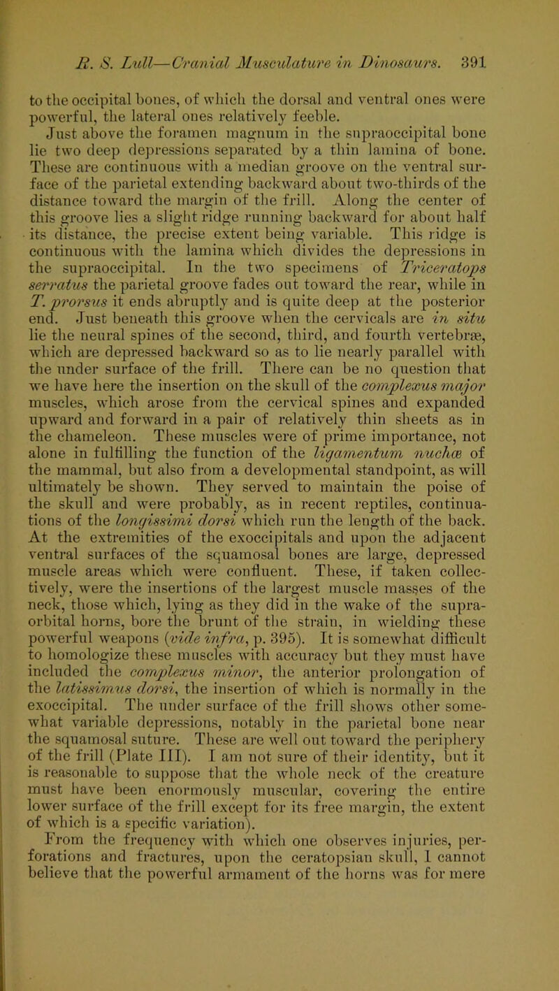 to the occipital bones, of which the dorsal and ventral ones were powerful, the lateral ones relatively feeble. Just above the foramen magnum in the snpraoccipital bone lie two deep depressions separated by a thin lamina of bone. These are continuous with a median groove on the ventral sur- face of the parietal extending backward about two-thirds of the distance toward the margin of the frill. Along the center of this groove lies a slight ridge running backward for about half its distance, the precise extent being variable. This ridge is continuous with the lamina which divides the depressions in the snpraoccipital. In the two specimens of Triceratops serratus the parietal groove fades out toward the rear, while in T. prorsus it ends abruptly and is quite deep at the posterior end. Just beneath this groove when the cervicals are in situ, lie the neural spines of the second, third, and fourth vertebrae, which are depressed backward so as to lie nearly parallel with the under surface of the frill. There can be no question that we have here the insertion on the skull of the complexus major muscles, which arose from the cervical spines and expanded upward and forward in a pair of relatively thin sheets as in the chameleon. These muscles were of prime importance, not alone in fulfilling the function of the ligamentum nuchce of the mammal, but also from a developmental standpoint, as will ultimately be shown. They served to maintain the poise of the skull and were probably, as in recent reptiles, continua- tions of the longissimi clorsi which run the length of the back. At the extremities of the exoccipitals and upon the adjacent ventral surfaces of the squamosal bones are large, depressed muscle areas which were confluent. These, if taken collec- tively, were the insertions of the largest muscle masses of the neck, those which, lying as they did in the wake of the supra- orbital boras, bore the brunt of the strain, in wielding these powerful weapons (vide infra, p. 395). It is somewhat difficult to homologize these muscles with accuracy but they must have included the complexus minor, the anterior prolongation of the latissimus dorsi, the insertion of which is normally in the exoccipital. The under surface of the frill shows other some- what variable depressions, notably in the parietal bone near the squamosal suture. These are well out toward the periphery of the frill (Plate III). I am not sure of their identity, but it is reasonable to suppose that the whole neck of the creature must have been enormously muscular, covering the entire lower surface of the frill except for its free margin, the extent of which is a specific variation). From the frequency with which one observes injuries, per- forations and fractures, upon the ceratopsian skull, I cannot believe that the powerful armament of the horns was for mere
