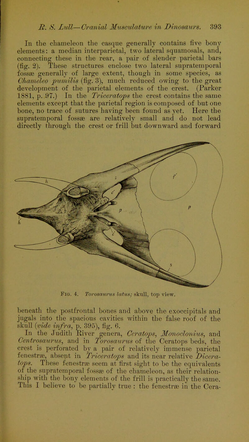 In the chameleon the casque generally contains five bony elements: a median interparietal, two lateral sqnamosals, and, connecting these in the rear, a pair of slender parietal bars (fig. 2). These structures enclose two lateral supra temporal fossae generally of large extent, though in some species, as Chameleo pumilis (fig. 3), much reduced owing to the great development of the parietal elements of the crest. (Parker 1881, p. 97.) In the Triceratops the crest contains the same elements except that the parietal region is composed of but one bone, no trace of sutures having been found as yet. Here the supratemporal fossae are relatively small and do not lead directly through the crest or frill but downward and forward Fig. 4. Torosaurus latus; skull, top view. beneath the postfrontal bones and above the exoccipitals and jugals into the spacious cavities within the false roof of the skull (vide infra, p. 395), fig. 6. In the Judith River genera, Ceratops, Monoclonius, and Centi'osaurus, and in Torosaui'iis of the Ceratops beds, the crest is perforated by a pair of relatively immense parietal fenestrae, absent in Triceratops and its near relative Dicera- tops. These fenestrae seem at first sight to be the equivalents of the supratemporal fossae of the chameleon, as their relation- ship with the bony elements of the frill is practically the same. This I believe to be partially true : the fenestrae in the Cera-