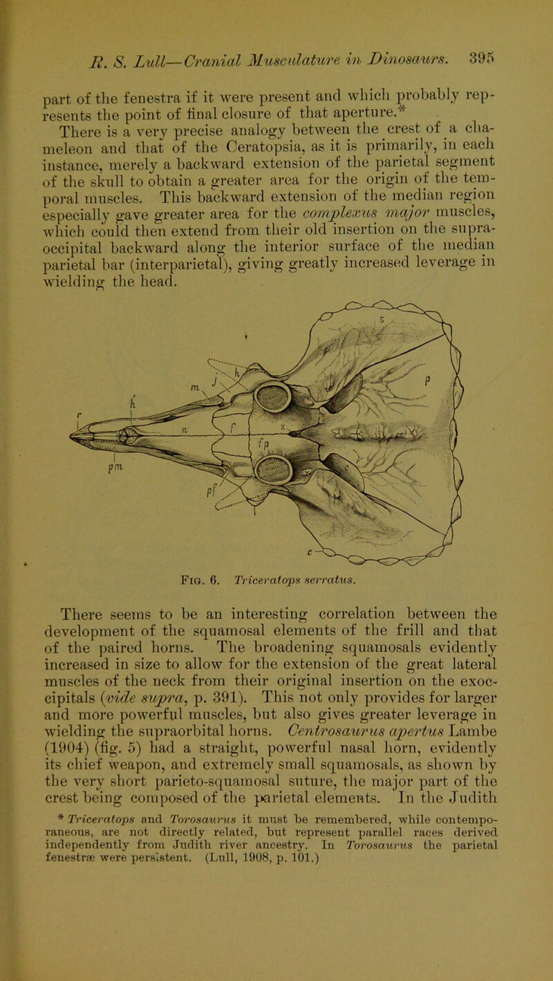 part of the fenestra if it were present and which probably rep- resents the point of final closure of that aperture.* There is a very precise analogy between the crest of a cha- meleon and that of the Ceratopsia, as it is primarily, in each instance, merely a backward extension of the parietal segment of the skull to obtain a greater area for the origin of the tem- poral muscles. This backward extension of the median region especially gave greater area for the coinplexus major muscles, which could then extend from their old insertion on the supra- occipital backward along the interior surface of the median parietal bar (interparietal), giving greatly increased leverage in wielding the head. Fia. 6. Tricercttops serratus. There seems to be an interesting correlation between the development of the squamosal elements of the frill and that of the paired horns. The broadening squamosals evidently increased in size to allow for the extension of the great lateral O muscles of the neck from their original insertion on the exoc- cipitals (vide supra, p. 391). This not only provides for larger and more powerful muscles, but also gives greater leverage in wielding the supraorbital horns. Centrosaurus apertus Lambe (1904) (fig. 5) had a straight, powerful nasal horn, evidently its chief weapon, and extremely small squamosals, as shown by the very short parieto-squamosal suture, the major part of the crest being composed of the }*arietal elements. In the Judith * Triceratops and Torosaurus it must be remembered, while contempo- raneous, are not directly related, but represent parallel races derived independently from Judith river ancestry. In Torosaurus the parietal fenestra; were persistent. (Lull, 1908, p. 101.)