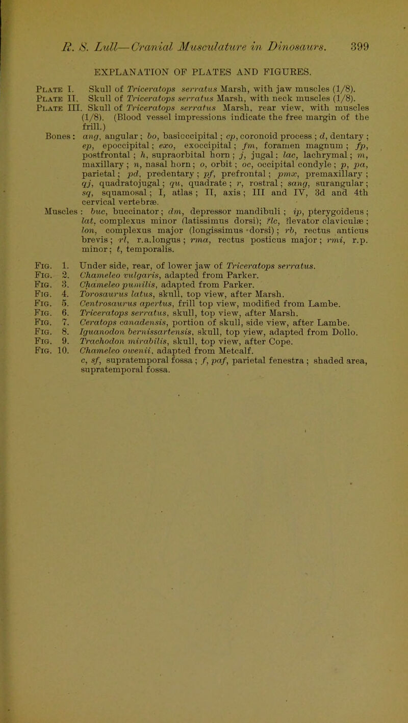 EXPLANATION OF PLATES AND FIGURES. Plate I. Skull of Triceratops serratus Marsh, with jaw muscles (1/8). Plate II. Skull of Triceratops serratus Marsh, with neck muscles (1/8). Plate III. Skull of Triceratops serratus Marsh, rear view, with muscles (1/8). (Blood vessel impressions indicate the free margin of the frill.) Bones: ang, angular; bo, basioccipital; cp, coronoid process ; d, dentary ; ep, epoccipital; exo, exoccipital; /m, foramen magnum ; fp, postfrontal ; h, supraorbital horn ; j, jugal; lac, lachrymal; m, maxillary ; n, nasal horn; o, orbit; oc, occipital condyle ; p, pa, parietal; pd. predentary ; pf, prefrontal; pmx, premaxillary ; qj, quadratojugal; qu, quadrate ; r, rostral; sang, surangular ; sq, squamosal; I, atlas; II, axis; III and IV, 3d and 4th cervical vertebrae. Muscles : buc, buccinator; dm, depressor mandibuli; ip, pterygoideus ; lat, complexus minor (latissimus dorsi); flc, ?levator claviculae ; Ion, complexus major (longissimus-dorsi); rb, rectus anticus brevis; rl, r.a.longus; rma, rectus posticus major; rmi, r.p. minor; t, temporalis. Fig. 1. Under side, rear, of lower jaw of Triceratops serratus. Fig. 3. Chameleo vulgaris, adapted from Parker. Fig. 3. Chameleo pumilis, adapted from Parker. Fig. 4. Torosaurus latus, skull, top view, after Marsh. Fig. 5. Centrosaurus apertus, frill top view, modified from Lambe. Fig. 6. Triceratops serratus, skull, top view, after Marsh. Fig. 7. Ceratops canadensis, portion of skull, side view, after Lambe. Fig. 8. Iguanodon bernissartensis, skull, top view, adapted from Dollo. Fig. 9. Trachodon mirabilis, skull, top view, after Cope. Fig. 10. Chameleo owenii, adapted from Metcalf. c, sf, supratemporal fossa ; /, paf, parietal fenestra ; shaded area, supratemporal fossa.