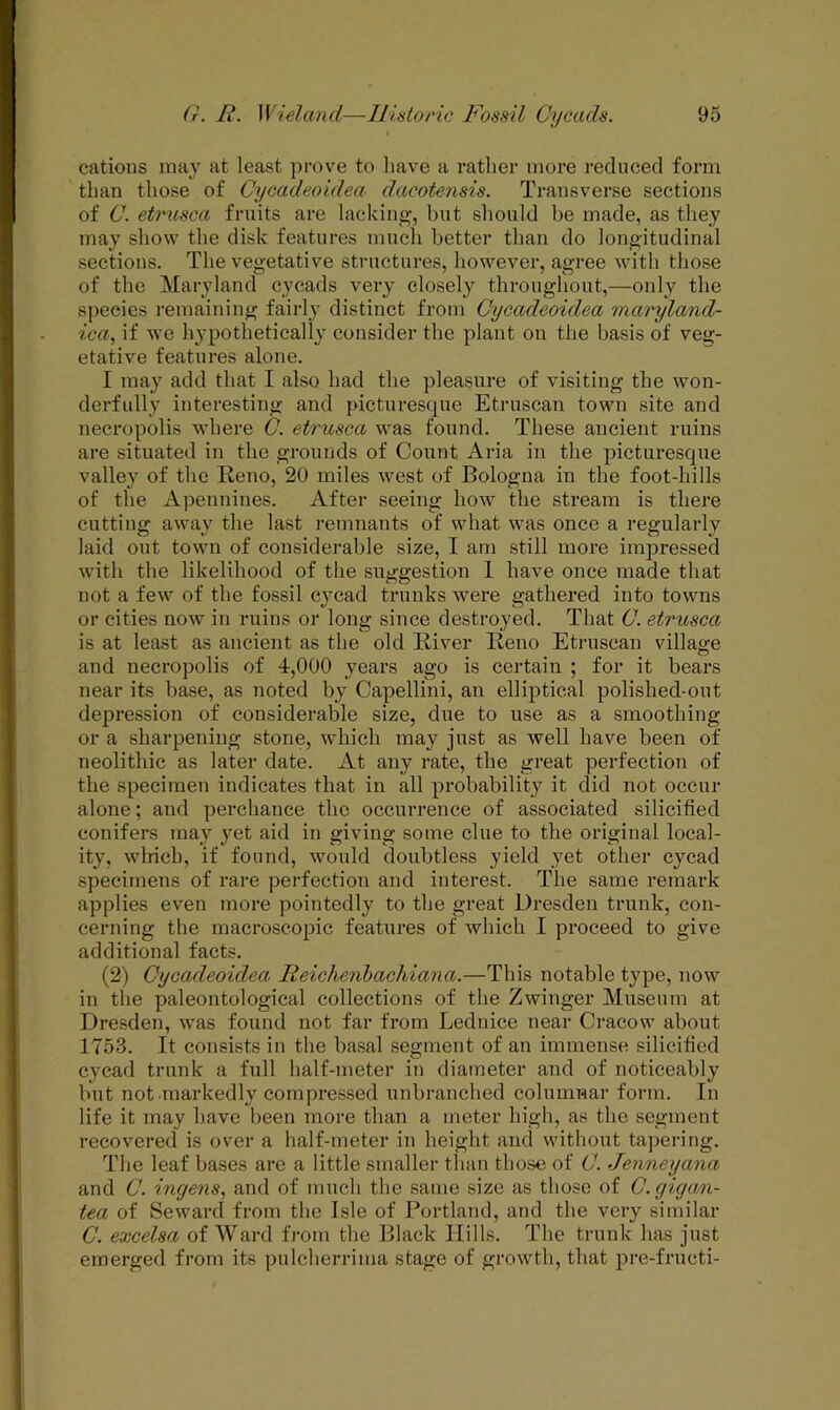 cations may at least prove to have a rather more reduced form than those of Cycadeoidea dacotensis. Transverse sections of C. etrusca fruits are lacking, but should be made, as they may show the disk features much better than do longitudinal sections. The vegetative structures, however, agree with those of the Maryland cycads very closely throughout,—only the species remaining fairly distinct from Cycadeoidea maryland- ica, if we hypothetically consider the plant on the basis of veg- etative features alone. I may add that I also had the pleasure of visiting the won- derfully interesting and picturesque Etruscan town site and necropolis where C. etrusca was found. These ancient ruins are situated in the grounds of Count Aria in the picturesque valley of the Reno, 20 miles west of Bologna in the foot-hills of the Apennines. After seeing how the stream is there cutting away the last remnants of what was once a regularly laid out town of considerable size, I am still more impressed with the likelihood of the suggestion 1 have once made that not a few of the fossil cycad trunks were gathered into towns or cities now in ruins or long since destroyed. That C. etrusca is at least as ancient as the old River Reno Etruscan village and necropolis of 4,000 years ago is certain ; for it bears near its base, as noted by Capellini, an elliptical polished-out depression of considerable size, due to use as a smoothing or a sharpening stone, which may just as well have been of neolithic as later date. At any rate, the great perfection of the specimen indicates that in all probability it did not occur alone; and perchance the occurrence of associated silicified conifers may yet aid in giving some clue to the original local- ity, winch, if found, would doubtless yield yet other cycad specimens of rare perfection and interest. The same remark applies even more pointedly to the great Dresden trunk, con- cerning the macroscopic features of which I proceed to give additional facts. (2) Cycadeoidea Reichejibachiana.—This notable type, now in the paleontological collections of the Zwinger Museum at Dresden, was found not far from Lednice near Cracow about 1753. It consists in the basal segment of an immense silicified cycad trunk a full half-meter in diameter and of noticeably but not markedly compressed unbranched columnar form. In life it may have been more than a meter high, as the segment recovered is over a half-meter in height and without tapering. The leaf bases are a little smaller than those of C. Jenneyana and C. ingens, and of much the same size as those of G.gigan- tea of Seward from the Isle of Portland, and the very similar C. excelsa of Ward from the Black Hills. The trunk has just emerged from its pulcherrima stage of growth, that pre-fructi-