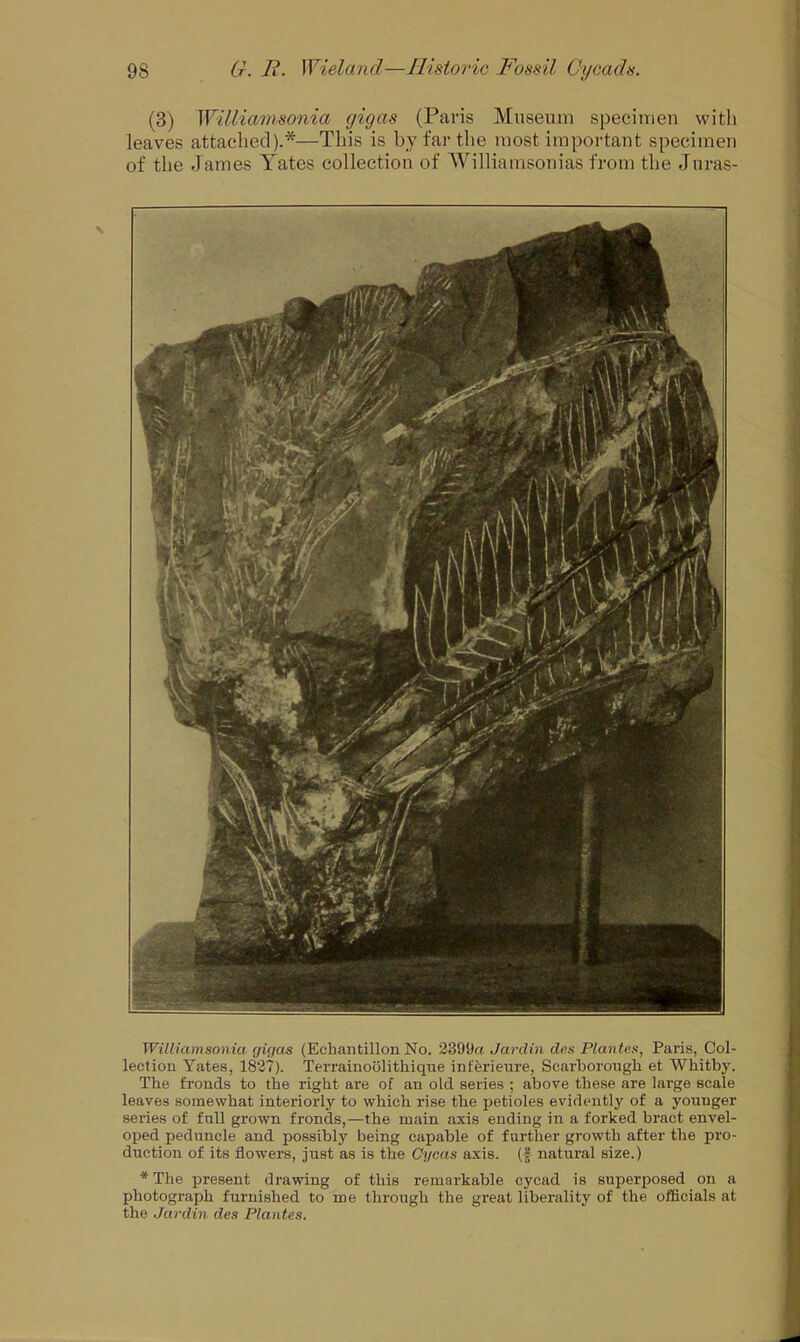(3) Williamsonia gigas (Paris Museum specimen with leaves attached).*—This is by far the most important specimen of the James Yates collection of Williamsonias from the Juras- Williamsonia gigas (Eehantillon No. 2399a Javelin des Plantes, Paris, Col- lection Yates, 1827). Terrainoolithique inferieure, Scarborough et Whitby. The fronds to the right are of an old series ; above these are large scale leaves somewhat interiorly to which rise the petioles evidently of a younger series of full grown fronds,—the main axis ending in a forked bract envel- oped peduncle and possibly being capable of further growth after the pro- duction of its flowers, just as is the Cycas axis, (f natural size.) * The present drawing of this remarkable cycad is superposed on a photograph furnished to me through the great liberality of the officials at the Jardin des Plantes.