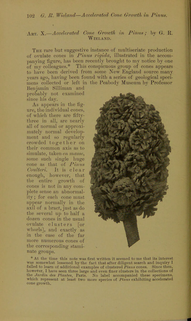 Art. X.—Accelerated Cone Growth in Pinus; by G. R. WIEL AND. The rare but suggestive instance of multiseriate production of ovulate cones in Pinus rigicla, illustrated in the accom- panying figure, has been recently brought to my notice by one of my colleagues. This conspicuous group of cones appears to have been derived from some New England source many years ago, having been found with a series of geological speci- mens collected or left in the Peabody Museum by Professor Benjamin SiUiman and probably not examined since his day. As appears in the fig- ure, the individual cones, of which there are fifty- three in all, are nearly all of normal or approxi- mately normal develop- ment and so regularly crowded together on their common axis as to simulate, taken en masse, some such single huge cone as that of Pinus Coulteri. It is clear enough, however, that the entire growth of cones is not in any com- plete sense an abnormal- ity ; for each cone must appear normally in the axil of a bract, just as do the several up to half a dozen cones in the usual ovulate clusters [or whorls], and exactly as in the case of the far more numerous cones of the corresponding stami- nate groups. * At the time this note was first written it seemed to me that its interest was somewhat lessened by the fact that after diligent search and inquiry I failed to leam of additional examples of clustered Pinus cones. Since then, however, I have seen three large and even finer clusters in the collections of the Jardin des Plantes, Paris. No label accompanied these specimens, which represent at least two more species of Pinus exhibiting accelerated cone growth.