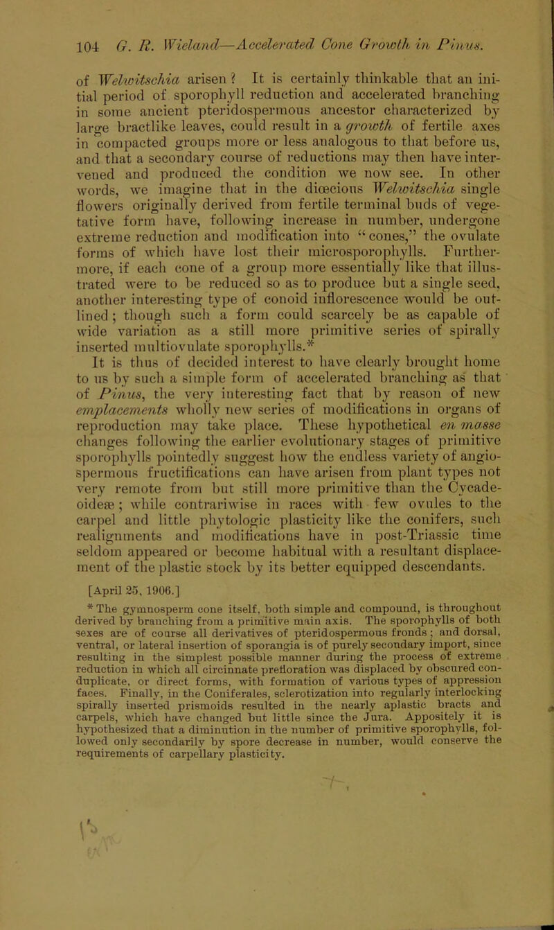 of Wel/witschia arisen ? It is certainly thinkable that an ini- tial period of sporophyll reduction and accelerated hrancliing in some ancient pteridospermous ancestor characterized by large bractlike leaves, could result in a growth of fertile axes in compacted groups more or less analogous to that before us, and that a secondary course of reductions may then have inter- vened and produced the condition we now see. In other words, we imagine that in the dioecious Welwitschia single flowers originally derived from fertile terminal buds of vege- tative form have, following increase in number, undergone extreme reduction and modification into “ cones,” the ovulate forms of which have lost their microsporophylls. Further- more, if each cone of a group more essentially like that illus- trated were to be reduced so as to produce but a single seed, another interesting type of conoid inflorescence would be out- lined ; though such a form could scarcely be as capable of wide variation as a still more primitive series of spirally inserted multiovulate sporophylls.* It is thus of decided interest to have clearly brought home to us by such a simple form of accelerated branching as that of Pinus, the very interesting fact that by reason of new emplacements wholly new series of modifications in organs of reproduction may take place. These hypothetical en masse changes following the earlier evolutionary stages of primitive sporophylls pointedly suggest how the endless variety of angio- spermous fructifications can have arisen from plant types not very remote from but still more primitive than the Cvcade- oidese ; while contrariwise in races with few ovules to the carpel and little phytologic plasticity like the conifers, such realignments and modifications have in post-Triassic time seldom appeared or become habitual with a resultant displace- ment of the plastic stock by its better equipped descendants. [April 25, 1906.] * The gymnospenn cone itself, both simple and compound, is throughout derived by branching from a primitive main axis. The sporophylls of both sexes are of course all derivatives of pteridospermous fronds ; and dorsal, ventral, or lateral insertion of sporangia is of purely secondary import, since resulting in the simplest possible manner during the process of extreme reduction in which all eircinnate pretioration was displaced by obscured con- duplicate, or direct forms, with formation of various types of appression faces. Finally, in the Couiferales, selerotizatiou into regularly interlocking spirally inserted prismoids resulted in the nearly aplastic bi-acts and carpels, which have changed but little since the Jura. Appositely it is hypothesized that a diminution in the number of primitive sporophylls, fol- lowed only secondarily by spore decrease in number, would conserve the requirements of carpellary plasticity.