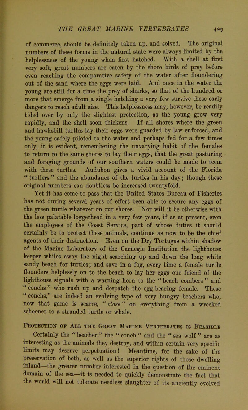 of commerce, should be definitely taken up, and solved. The original numbers of these forms in the natural state were always limited by the helplessness of the young when first hatched. With a shell at first very soft, great numbers are eaten by the shore birds of prey before even reaching the comparative safety of the water after floundering out of the sand where the eggs were laid. And once in the water the young are still for a time the prey of sharks, so that of the hundred or more that emerge from a single hatching a very few survive these early dangers to reach adult size. This helplessness may, however, be readily tided over by only the slightest protection, as the young grow very rapidly, and the shell soon thickens. If all shores where the green and hawksbill turtles lay their eggs were guarded by law enforced, and the young safely piloted to the water and perhaps fed for a few times only, it is evident, remembering the unvarying habit of the females to return to the same shores to lay their eggs, that the great pasturing and foraging grounds of our southern waters could be made to teem with these turtles. Audubon gives a vivid account of the Florida “ turtlers ” and the abundance of the turtles in his day; though these original numbers can doubtless be increased twentyfold. Yet it has come to pass that the United States Bureau of Fisheries has not during several years of effort been able to secure any eggs of the green turtle whatever on our shores. Nor will it be otherwise with the less palatable loggerhead in a very few years, if as at present, even the employees of the Coast Service, part of whose duties it should certainly be to protect these animals, continue as now to be the chief agents of their destruction. Even on the Dry Tortugas within shadow of the Marine Laboratory of the Carnegie Institution the lighthouse keeper whiles away the night searching up and down the long white sandy beach for turtles; and save in a fog, every time a female turtle flounders helplessly on to the beach to lay her eggs our friend of the lighthouse signals with a warning horn to the “ beach combers ” and “ conchs ” who rush up and despatch the egg-bearing female. These “conchs,” are indeed an evolving type of very hungry beachers who, now that game is scarce, “ close ” on everything from a wrecked schooner to a stranded turtle or whale. Protection of All the Great Marine Vertebrates is Feasible Certainly the “ beaeher,” the “ conch ” and the “ sea wolf ” are as interesting as the animals they destroy, and within certain very specific limits may deserve perpetuation! Meantime, for the sake of the preservation of both, as well as the superior rights of those dwelling inland—the greater number interested in the question of the eminent domain of the sea—it is needed to quickly demonstrate the fact that the world will not tolerate needless slaughter of its anciently evolved