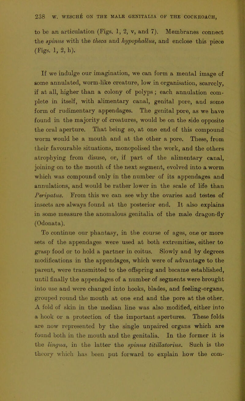 to be an articulation (Figs. 1, 2, v, and 7). Membranes connect the spinus with the theca and hypophallus, and enclose this piece (Figs. 1, 2, h). If we indulge our imagination, we can form a mental image of some annulated, worm-like creature, low in organisation, scarcely, if at all, higher than a colony of polyps ; each annulation com- plete in itself, with alimentary canal, genital pore, and some form of rudimentary appendages. The genital pore, as we have found in the majority of creatures, would be on the side opposite the oral aperture. That being so, at one end of this compound worm would be a mouth and at the other a pore. These, from their favourable situations, monopolised the work, and the others atrophying from disuse, or, if part of the alimentary canal, joining on to the mouth of the next segment, evolved into a worm which was compound only in the number of its appendages and annulations, and would be rather lower in the scale of life than Poripatus. From this we can see why the ovaries and testes of insects are always found at the posterior end. It also explains in some measure the anomalous genitalia of the male dragon-tly (Odonata). To continue our phantasy, in the course of ages, one or more sets of the appendages were used at both extremities, either to grasp food or to hold a partner in coitus. Slowly and by degrees modifications in the appendages, which were of advantage to the parent, were transmitted to the offspring and became established, until finally the appendages of a number of segments were brought into use and were changed into hooks, blades, and feeling-organs, grouped round the mouth at one end and the pore at the other. A fold of skin in the median line was also modified, either into a hook or a protection of the important apertures. These folds are now represented by the single unpaired organs which are found both in the mouth and the genitalia. In the former it is the lingua, in the latter the spinus titillatorius. Such is the theory which has been put forward to explain how the com-